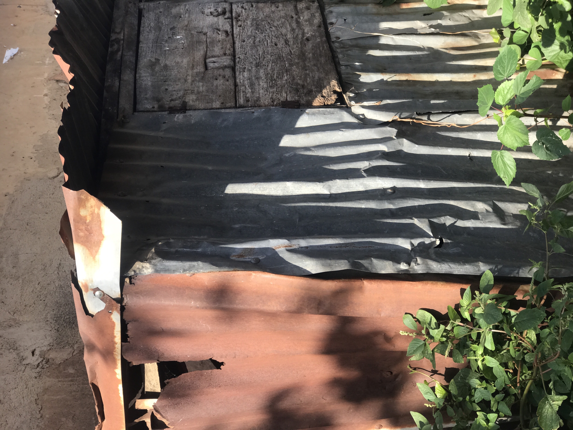 The image depicts a weathered, rustic structure, likely a shed or part of a dwelling, constructed from corrugated metal and wood. The corrugated metal sheets exhibit significant signs of rust and age, particularly the section on the left which is a reddish-brown hue. This is contrasted with a section of dull, grey corrugated metal to its right. A portion of the structure features a wooden panel, appearing to be a door or a repair, made of rough-hewn planks. The overall impression is one of disrepair and humble construction.
In the foreground, lush green vegetation, including leafy plants and small flowering stalks, grows abundantly, encroaching on the base of the structure. The plants are vibrant and healthy, creating a stark contrast with the aged and corroded materials of the building. Sunlight casts strong shadows across the corrugated metal surfaces, highlighting their textured and uneven nature. The background shows a rough, possibly stuccoed wall, also showing signs of age and wear.
The scene is set in Kabong, a district within the city of Jos, Plateau State, Nigeria. This particular area is characterized by a mix of residential structures, often built with readily available and cost-effective materials such as corrugated metal and repurposed wood, reflecting the socio-economic conditions of the region. The presence of the vibrant greenery suggests an environment with sufficient rainfall and fertile ground, typical of the Jos Plateau. There are no people visible in the image. The focus is solely on the static elements of the structure and its surrounding vegetation.