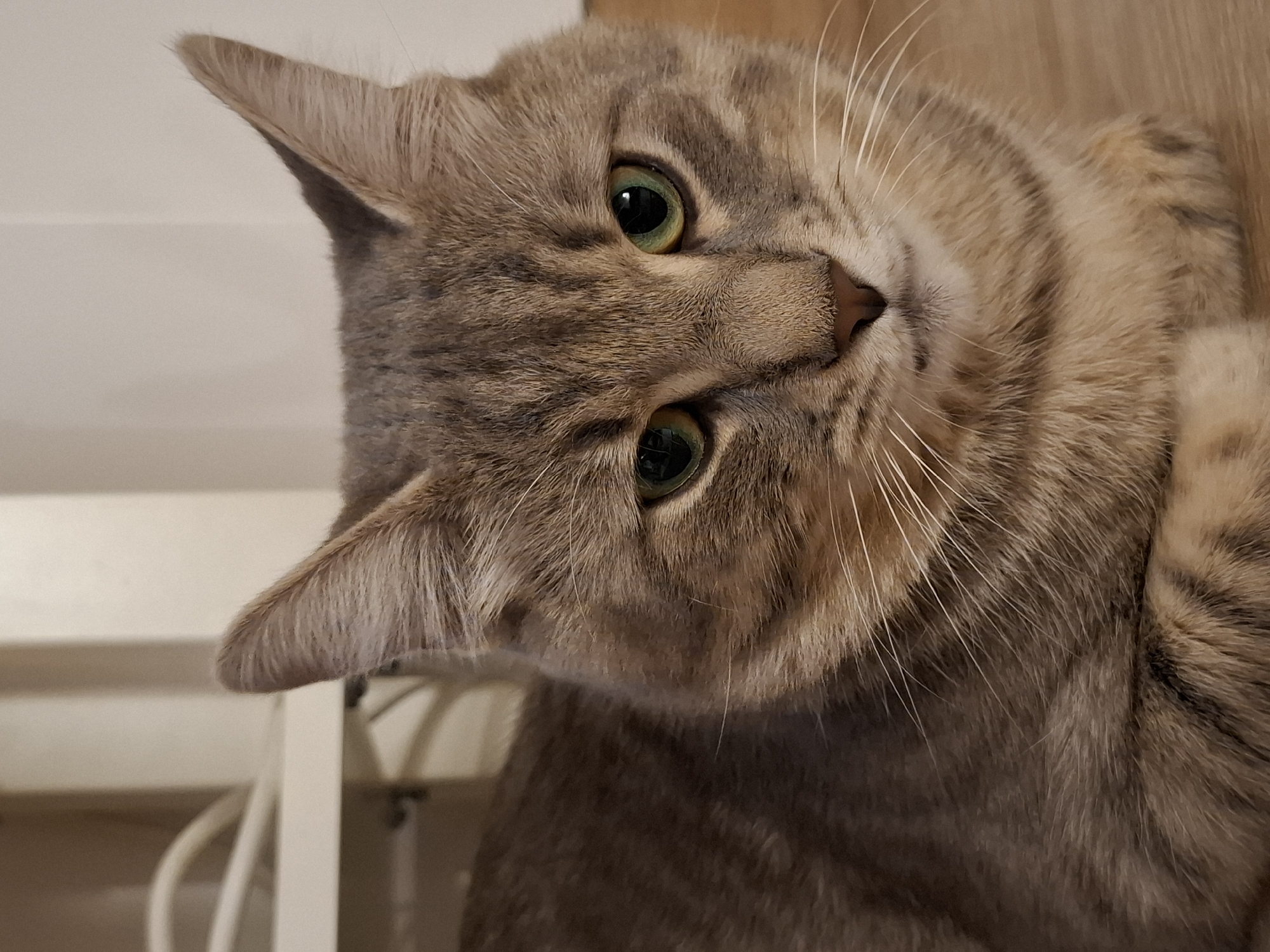 A close-up, eye-level shot captures a tabby cat's face and upper body. The cat, facing the camera, is lying down on a light brown wooden floor. Its fur displays a pattern of gray and brown stripes. The cat has green eyes, prominent white whiskers, and pointed ears. The background is out of focus, showing a light-colored wall and a shelf with some white cables. The scene appears to be indoors. There is no indication of the location being in Zemun Urban Municipality, Serbia.