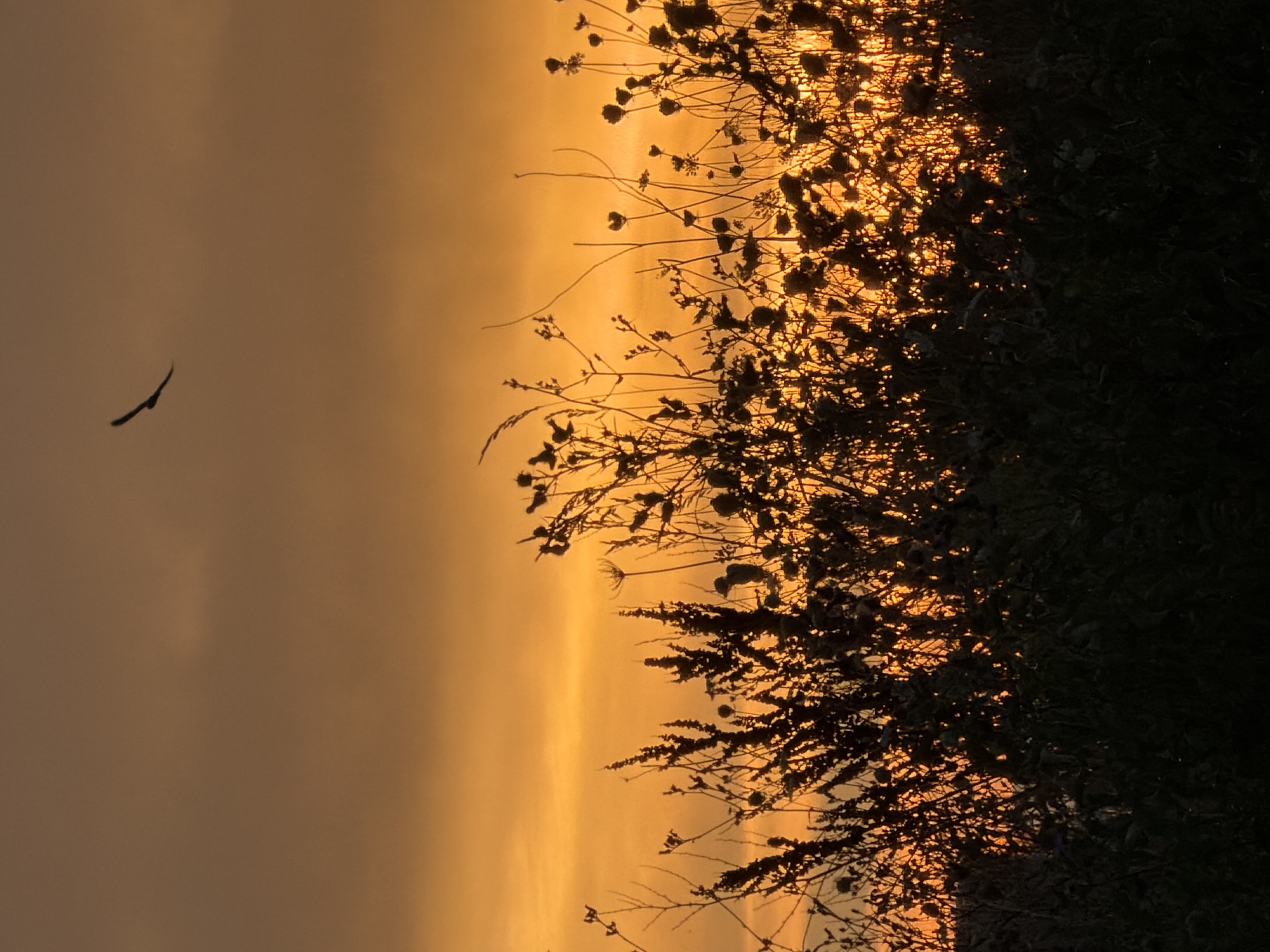 The image shows a silhouette of a bird flying in the sky during sunset. The sky is orange and cloudy, with the sun setting behind the horizon. In the foreground, there is a silhouette of wild grass and plants. The image appears to have been taken in Leudelange, Luxembourg, a commune in the south of Luxembourg.