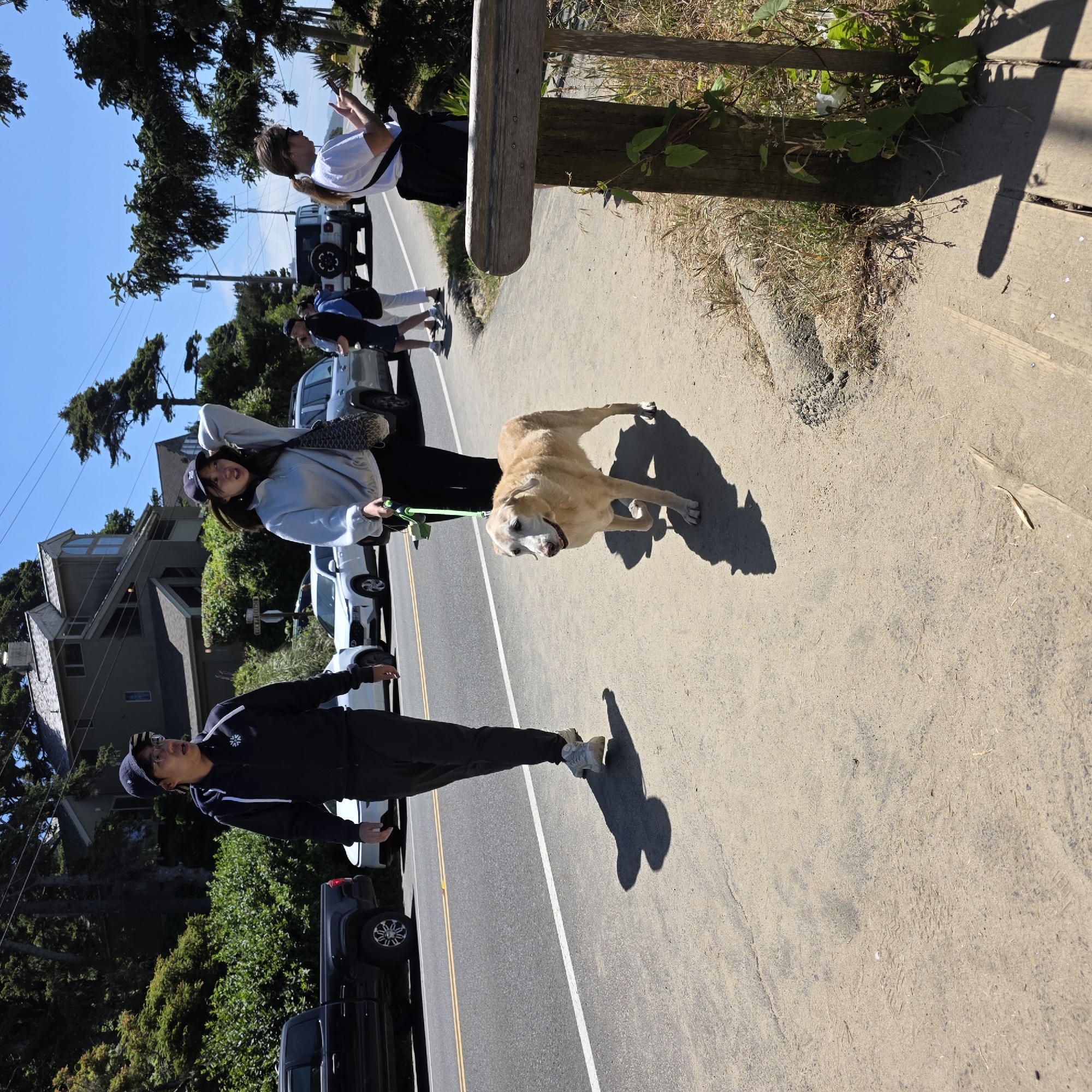 This image captures a sunny outdoor scene on a paved walkway next to a road. In the foreground, a light-colored dog with a weathered appearance is being walked by a person wearing a light blue hooded sweatshirt and a dark baseball cap. The person is holding a green leash connected to the dog. To the left of the dog, a person wearing a dark hooded sweatshirt and a dark baseball cap is walking. The walkway is made of a sandy, textured material. Behind the walkway and across the road, there are several vehicles including a black pickup truck and various cars. The background features lush green vegetation and houses, with tall evergreen trees prominent in the scene. The sky is clear and blue. The overall impression is a casual stroll in a coastal environment, possibly in Cannon Beach, USA, given the vegetation and residential architecture.