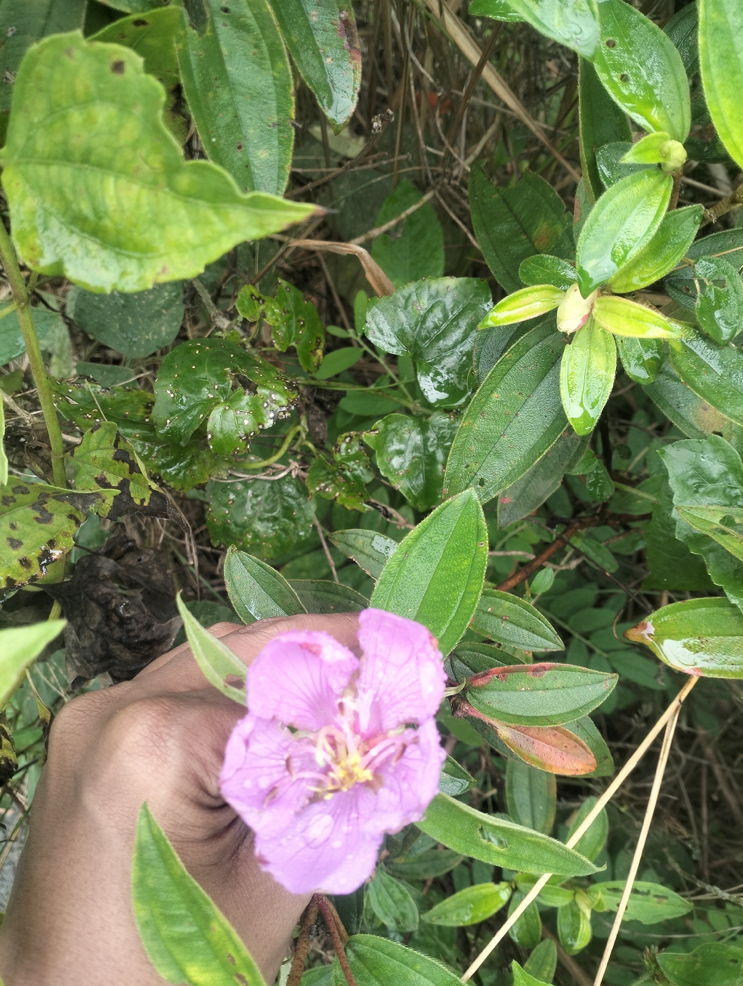 A close-up, high-angle shot captures a hand gently holding a delicate, light purple flower with yellow stamens. The flower, speckled with water droplets, is positioned in the lower right quadrant of the frame, with a portion of a person's hand and fingers visible underneath it. The surrounding environment is dense with lush green foliage and dry, straw-like stems, suggesting a natural, possibly overgrown, setting. The leaves are varied in shape and size, some appearing glossy and wet, others showing signs of browning or damage. The overall impression is one of a natural, humid environment, possibly a garden or forest edge.