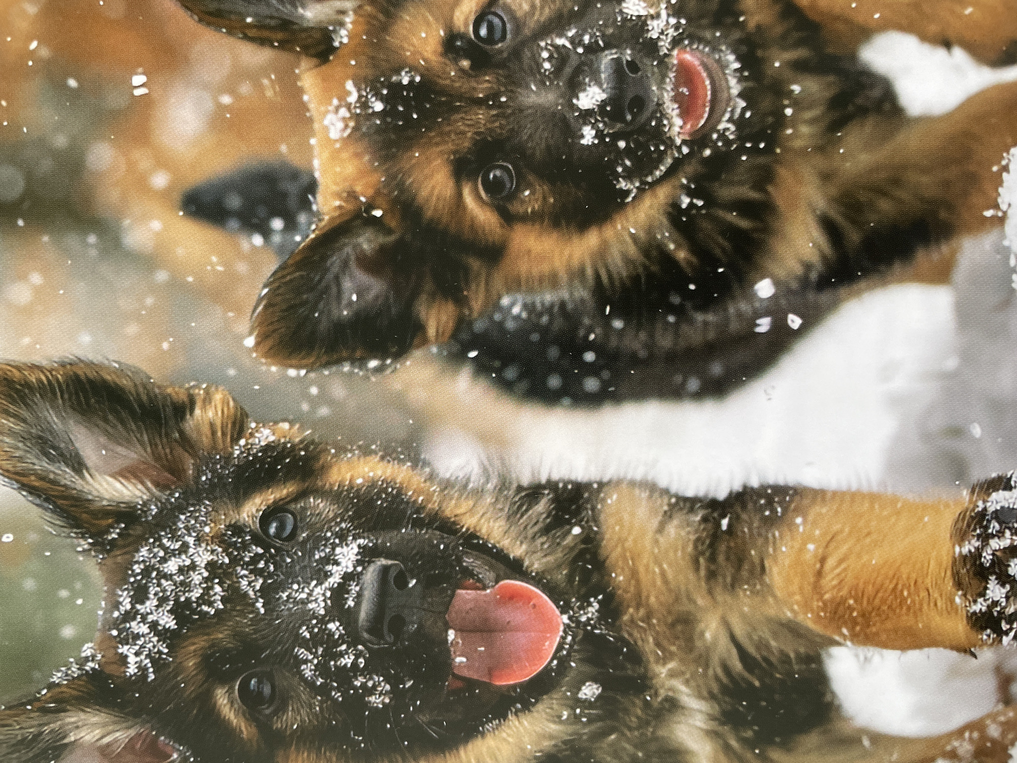 Two German Shepherd puppies are captured in a close-up, playful moment in a snowy outdoor setting. The image is taken from an upward angle, showing the puppies looking down or playing on their backs. Both puppies have their tongues slightly out and their eyes wide, conveying a sense of excitement and playfulness. Their fur is a typical German Shepherd mix of black, tan, and brown, and it is liberally dusted with white snowflakes, especially around their muzzles, eyes, and ears.
The top puppy is positioned slightly upside down relative to the viewer, with its head tilted and its left eye and nose clearly visible, along with its pink tongue. The bottom puppy is also seen from a similar upward perspective, with its head and face taking up a significant portion of the lower frame, its tongue extended.
The background is softly blurred, showing muted tones of brown and green, suggesting a natural environment like a forest or park, covered in a blanket of white snow. Numerous individual snowflakes are visible in the air, creating a dynamic, wintery atmosphere. The lighting suggests it is daytime. No text is visible in the image. The general scene depicts energetic and joyful puppies experiencing snow, set in what is understood to be Sofia, Bulgaria, based on provided context.