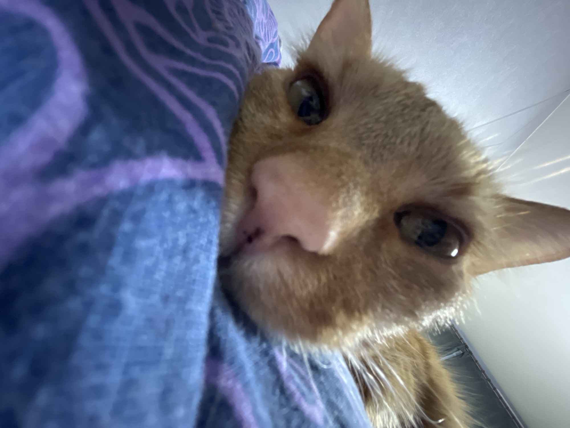An orange cat is shown in extreme close-up, pressing its face against a blue fabric with purple patterns. The cat's face fills the frame, its nose prominent and close to the camera. Its eyes are open and focused. The background is out of focus and blurry. The location is not determined from the image.