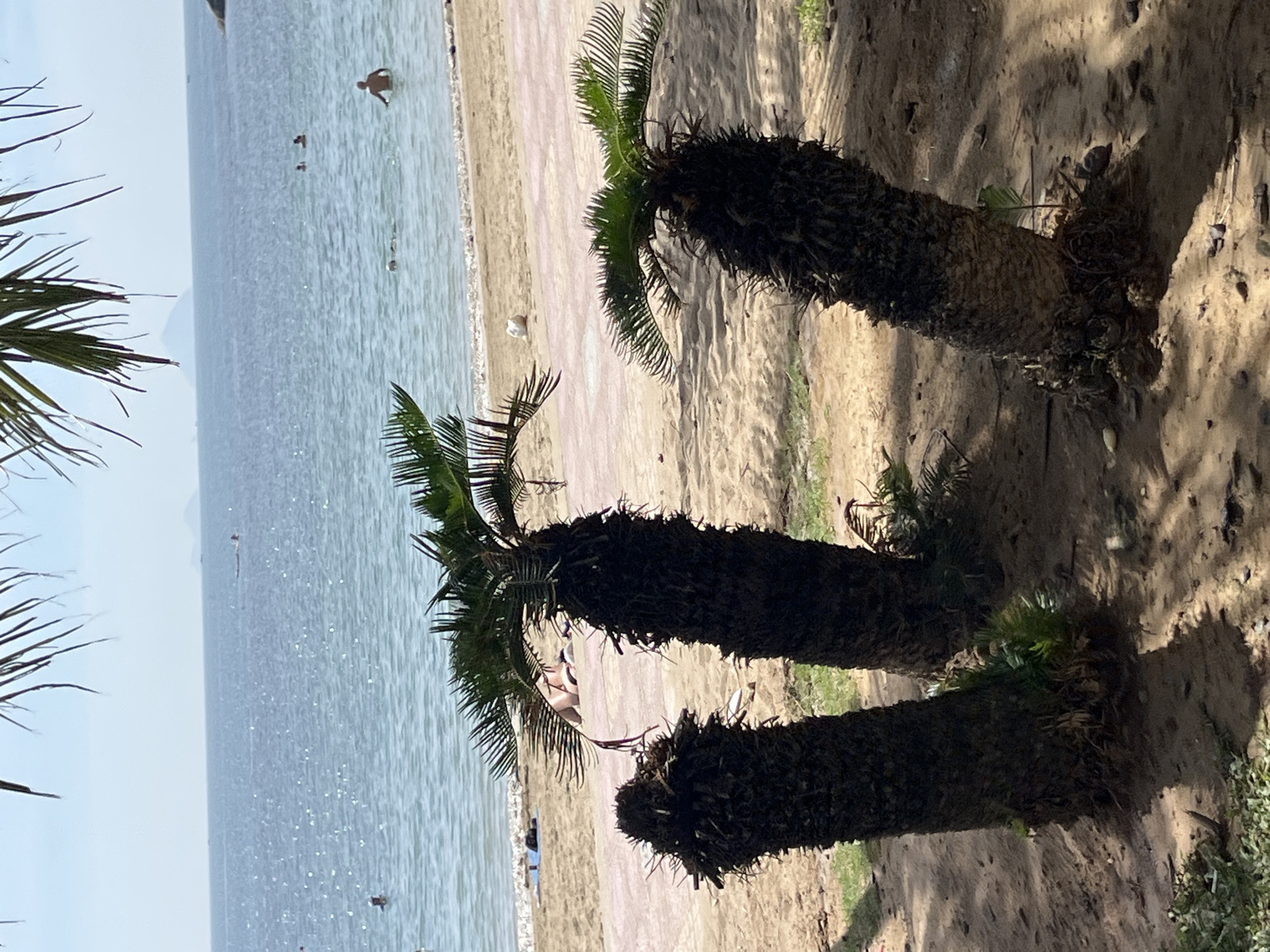 The image shows a sandy beach scene in Bac Nha Trang Ward, Vietnam. In the foreground, three sago palm trees with rough, dark trunks are planted in the sand. The middle palm tree is the tallest and has a full crown of green fronds. To its left, a shorter palm tree is partially obscured and appears to have had its top removed, leaving a rough stump. To the right, another palm tree stands, also with a rough trunk and a crown of green fronds.
Beyond the palm trees, the sandy beach extends to the water's edge. The sand has a pinkish-red pattern embedded in it in some areas, possibly a pathway or decorative inlay. Further back, a few people are visible on the beach, some lying down and others sitting. The ocean is calm and blue, with gentle waves lapping the shore. Several people are in the water, swimming or wading. In the distance, a hazy outline of land or mountains can be seen on the horizon. The sky is clear and bright. The scene is bathed in sunlight, creating shadows from the palm trees on the sand.