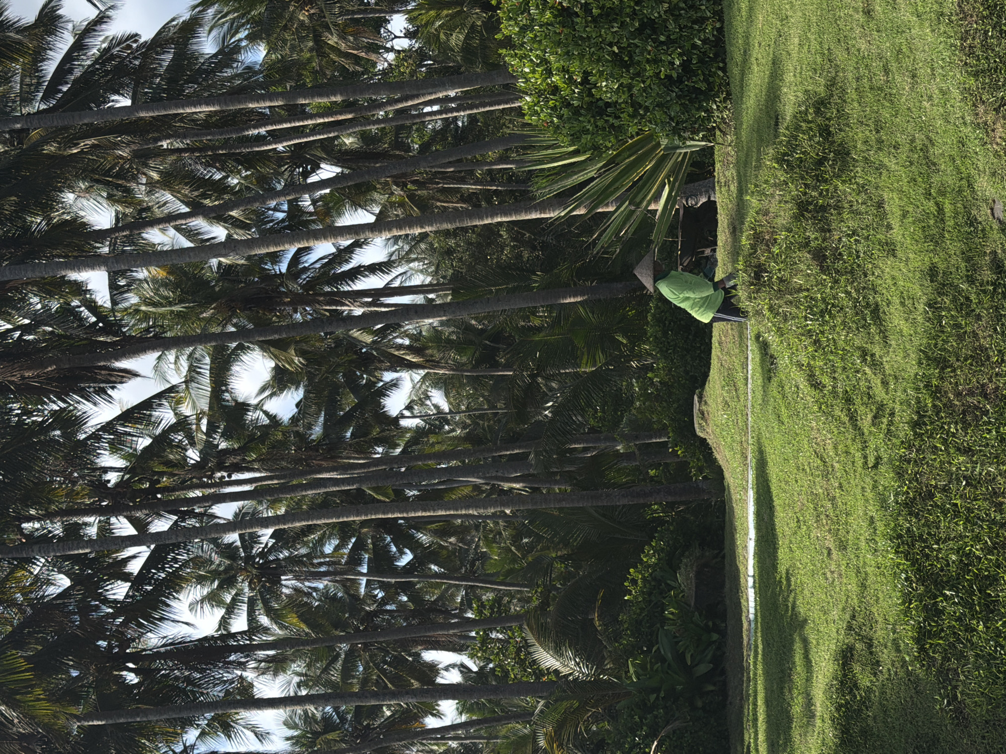 The image depicts a lush, tropical scene in Kerambitan, Indonesia. Numerous tall palm trees with dense foliage fill the left side of the frame, obscuring the sky. On the right, a well-maintained lawn stretches out, bordering a line of trees and vegetation. A person wearing a green shirt and a conical hat is visible, positioned on the edge where the lawn meets the denser greenery.