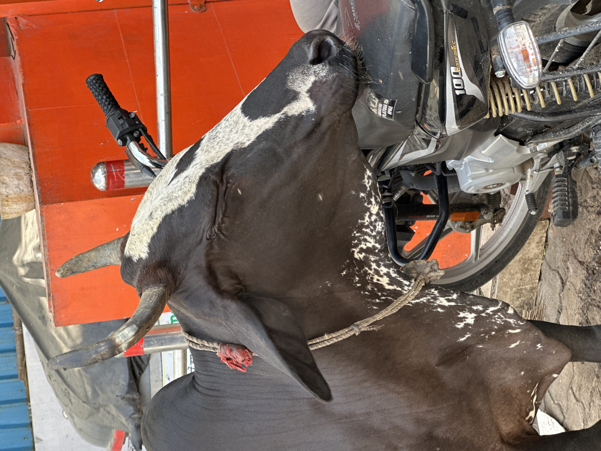 In Pushkar, India, a black and white cow is seen standing next to a motorcycle. The cow has a rope around its neck and is facing to the right, with its head resting on the seat of the motorcycle. The motorcycle is black and silver, and it is parked on a paved surface. In the background, there is an orange wall and a blue corrugated metal structure. The scene appears to be outdoors, in a public area.