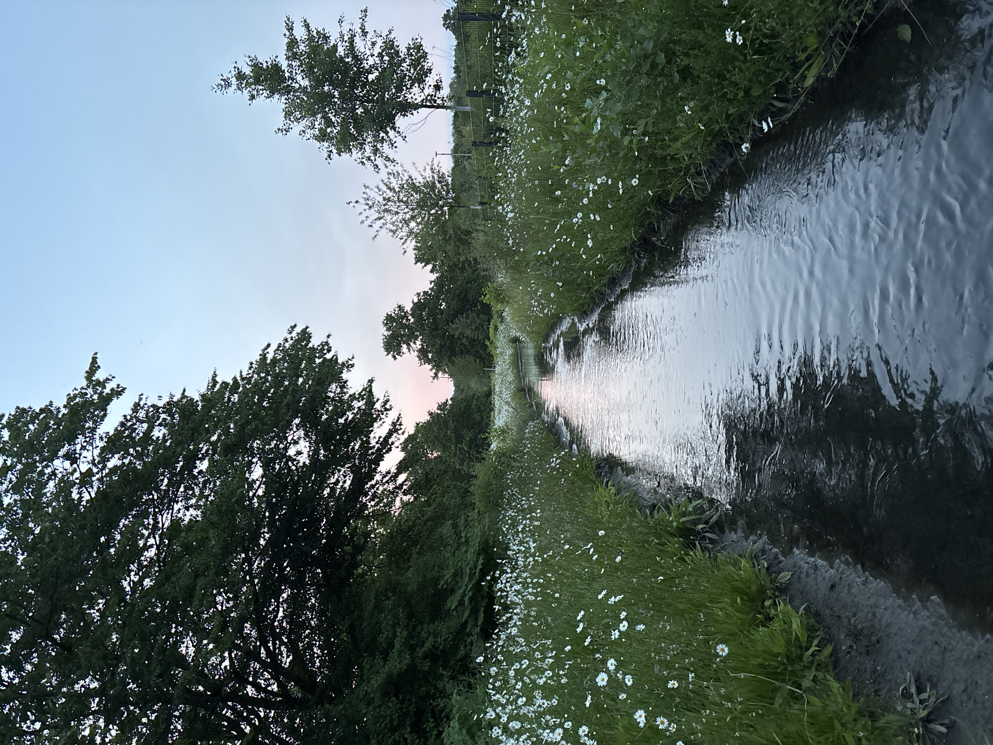 A low-angle, horizontally oriented, color photograph shows a small stream lined with grass and flowers, reflecting the sky. The scene suggests a park or green space.
The stream, centrally positioned, flows away from the viewer. Its surface reflects a pinkish-blue sky, hinting at either dawn or dusk. On either side, a bank of green grass is heavily populated with small, white daisy-like flowers. Dense trees line the left side of the stream. Faint fence-like structures are barely visible on the right side.
The location of Bochum, Germany is not indicated in the image.