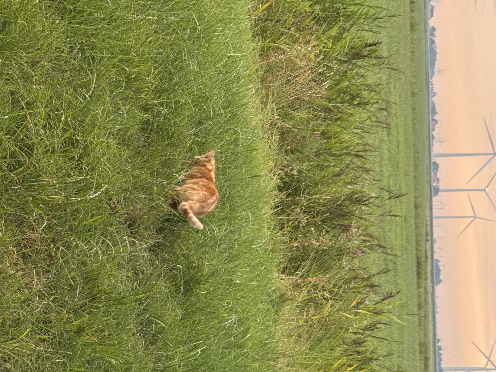 In Pingjum, Netherlands, an orange cat is captured in motion in a field of tall green grass. The cat, facing away from the viewer, is positioned in the lower right quadrant of the frame. Its fur is a vibrant orange, and its tail is held high. The background reveals a vast green field with a line of wind turbines and scattered buildings on the horizon under a pale orange sky. The foreground is dominated by dense, lush green grass, obscuring the lower half of the cat. Some taller, dry reeds and small pink wildflowers are visible on the left side of the frame, adding texture and depth to the grassy expanse. The scene is serene, evoking a sense of rural tranquility.