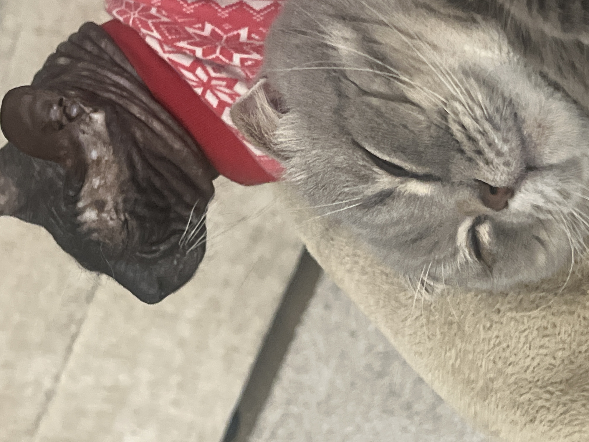 The image shows two cats. One is a gray-striped cat with its eyes closed, resting on a beige, textured surface. The other cat appears to be a hairless breed, wearing a red and white patterned collar. The background is out of focus. There is no information in the image to suggest this is in the city of Votkinsk, Russia.