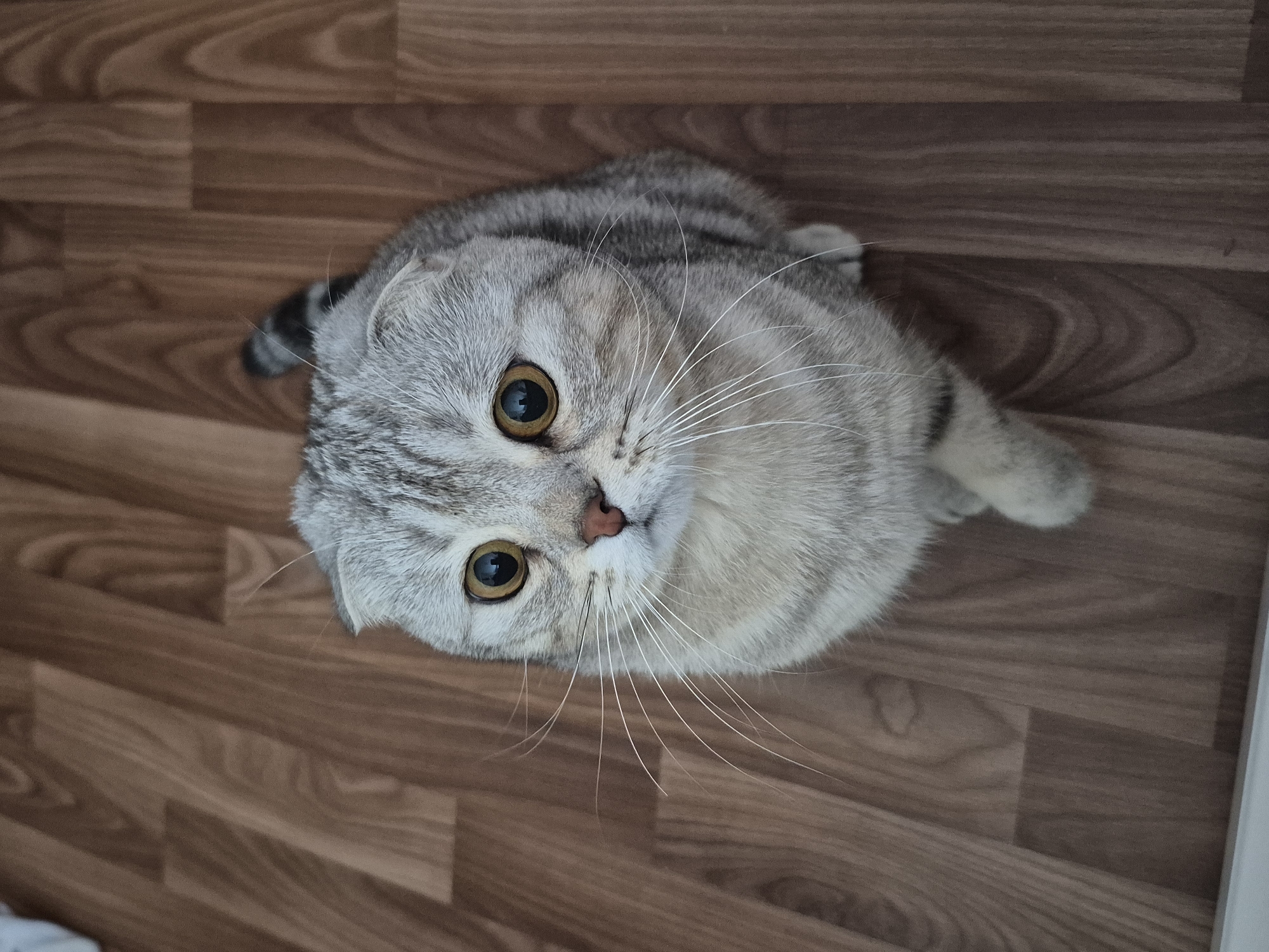 A close-up, high-angle shot captures a silver tabby Scottish Fold cat looking directly at the camera from an indoor setting in Chaikovsky, Russia. The cat, with its distinctive folded ears, is centered in the frame, appearing to be lying or sitting on a warm brown wooden or laminate floor. Its fur displays a beautiful pattern of light grey and dark silver stripes, characteristic of a mackerel or spotted tabby. The cat's most striking features are its large, round, golden-amber eyes, which are wide and expressive, conveying a sense of curiosity and attentiveness. A small, pink nose and an array of prominent, long white whiskers frame its face. The floor beneath the cat consists of rectangular planks with visible wood grain, laid in a staggered pattern, providing a simple and warm backdrop. No other objects or text are visible in the image. The lighting is soft and even, illuminating the cat's fur and eyes without harsh shadows, emphasizing its charming and focused expression.