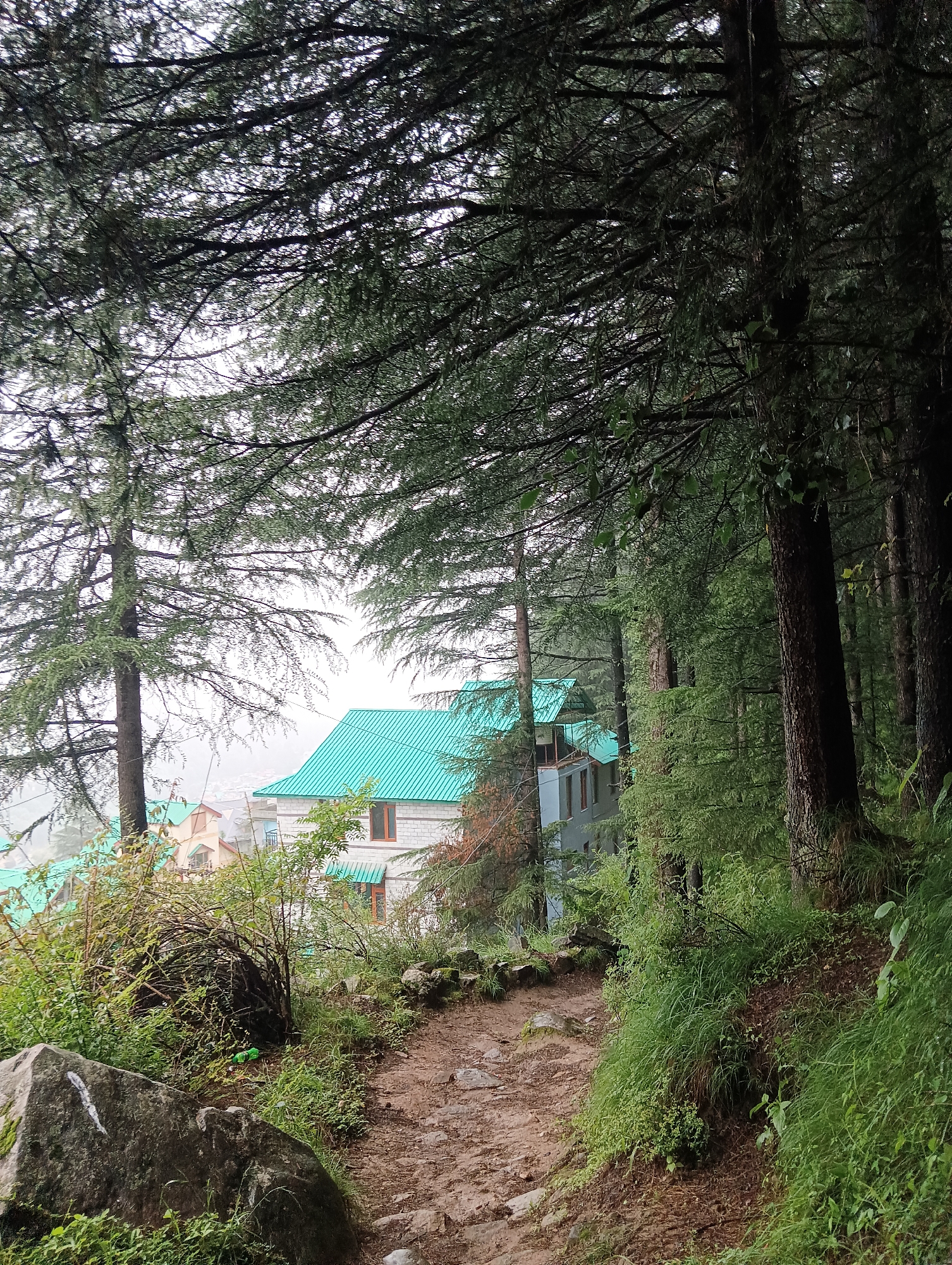 The image depicts a lush, forested hillside in Chhyal, India, characterized by tall evergreen trees with dense foliage that partially obscures the sky. A dirt path, wet and appearing recently rained upon, winds its way through the foreground, bordered by large rocks and vibrant green undergrowth. In the mid-ground, nestled amongst the trees, are several buildings with distinctive bright turquoise roofs. One building in particular, with white brick walls and brown-trimmed windows, is clearly visible. The overall atmosphere is damp and overcast, suggesting a recent or ongoing rainfall. There are no people or animals visible in the scene.