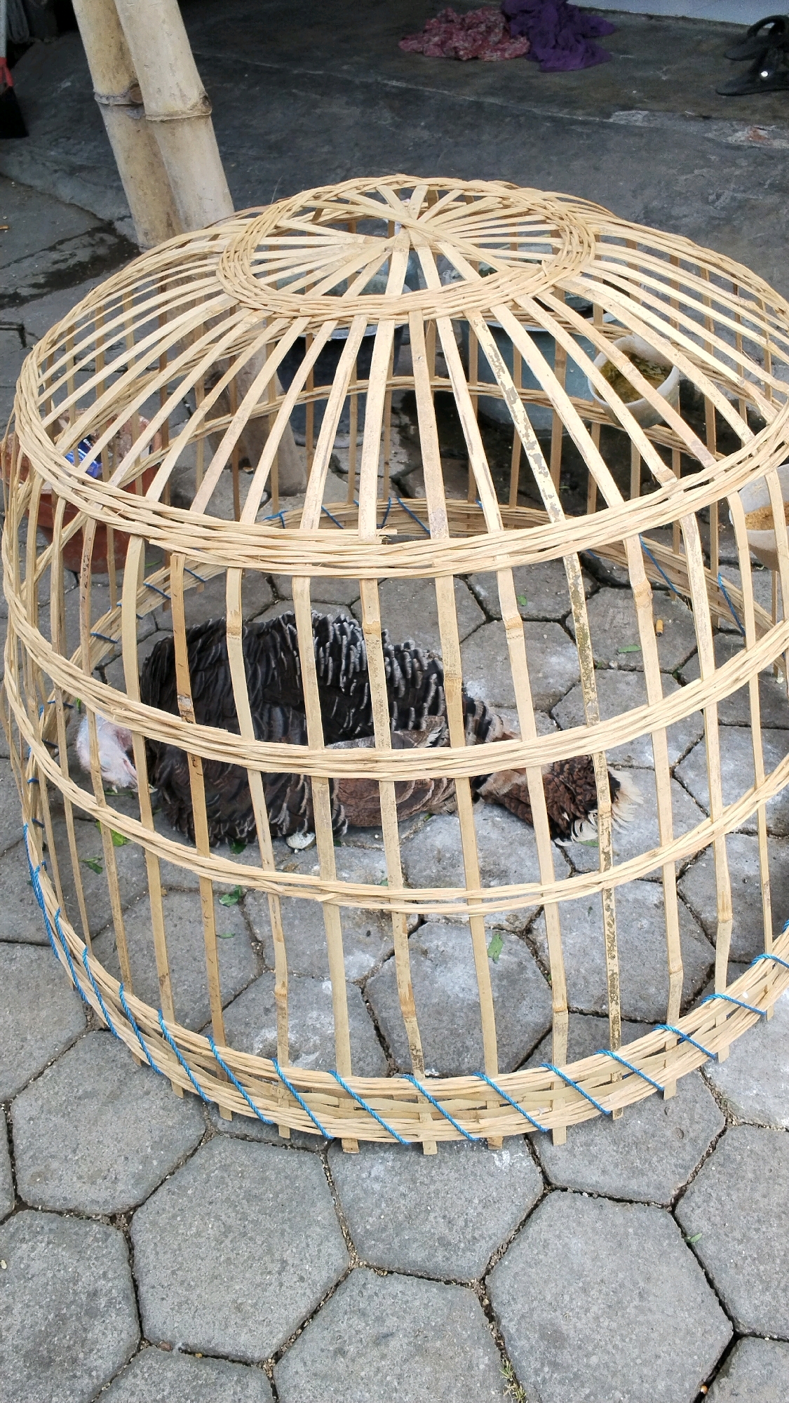 A top-down, medium shot captures a birdcage made of woven bamboo, situated on a paved surface composed of interlocking hexagonal concrete tiles. The cage is dome-shaped, with vertical bamboo slats forming the sides and a circular woven top. Inside the cage, a dark-feathered bird, possibly a turkey or a large chicken, is lying down. Its head, which appears to be white, is partially visible on the left. The bird's body is mostly obscured by its dark plumage, which has greyish-white speckles. The background shows a concrete floor and some unidentifiable objects, including what appears to be a piece of purple cloth and a portion of a wooden structure. The overall scene suggests an outdoor setting, possibly a yard or street in Mojokerto, Indonesia, given the local construction materials and paving style.