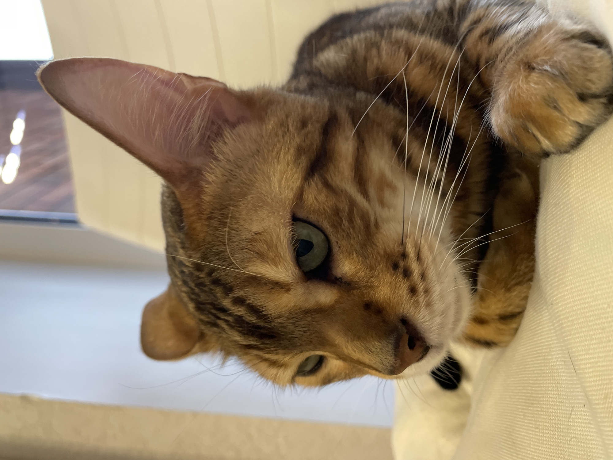 The image presents a close-up, eye-level portrait of a domestic cat, likely a Bengal breed, characterized by its golden-brown fur with dark, distinctive rosetted and striped patterns. The cat is oriented in profile, facing towards the left side of the frame with its head slightly angled downward. Its eyes are a striking green, with a focused or somewhat pensive expression. Long, white vibrissae (whiskers) extend from its muzzle. The right ear (viewer's left) is fully visible, erect and pointed, showing a pinkish interior lined with fine white hairs. The cat is resting on a light-colored, possibly off-white or cream, textured fabric surface, which appears to be upholstery on a piece of furniture such as a chair or sofa. A single front paw is visible in the lower right corner, exhibiting the same patterned fur. The background is softly blurred, indicating an indoor setting with ambient lighting. No discernible features within the image provide any indication of its geographic location, including the city of Izhevsk, Russia.