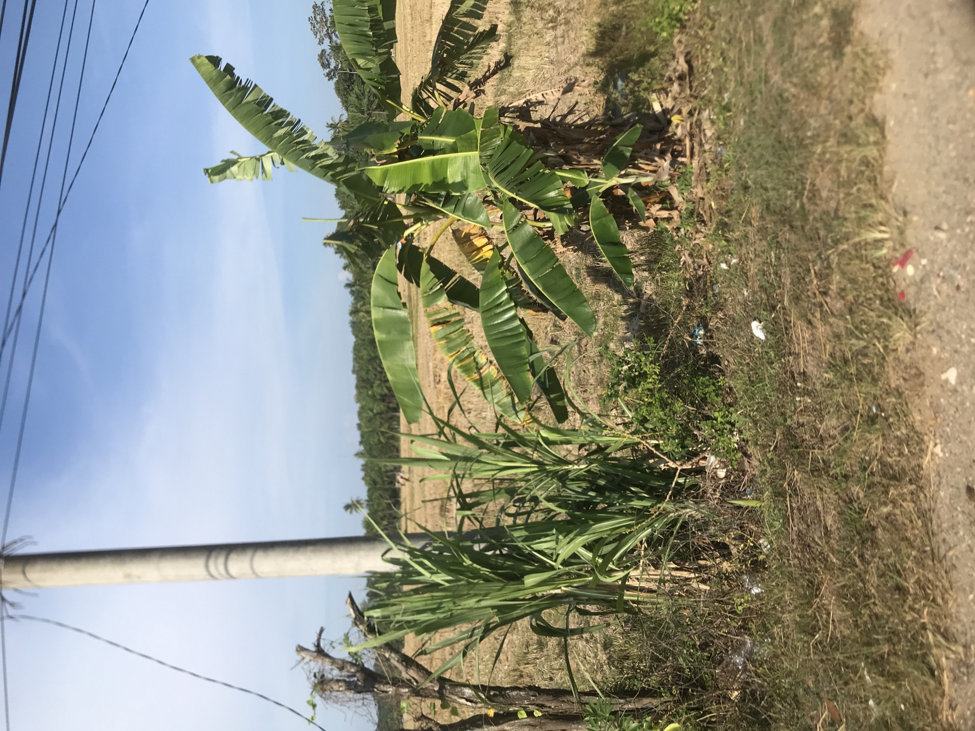 The scene depicts a roadside in Meunasahkrueng, Indonesia. A concrete utility pole stands vertically at the left edge of the frame, with power lines extending diagonally. Adjacent to the pole is a patch of tall green grass. A banana plant with several large leaves is situated beyond the grass. The background consists of a dry, harvested field stretching to the horizon, where a line of trees is visible. The right edge of the image shows a dirt road shoulder. The lighting suggests a daytime scene.