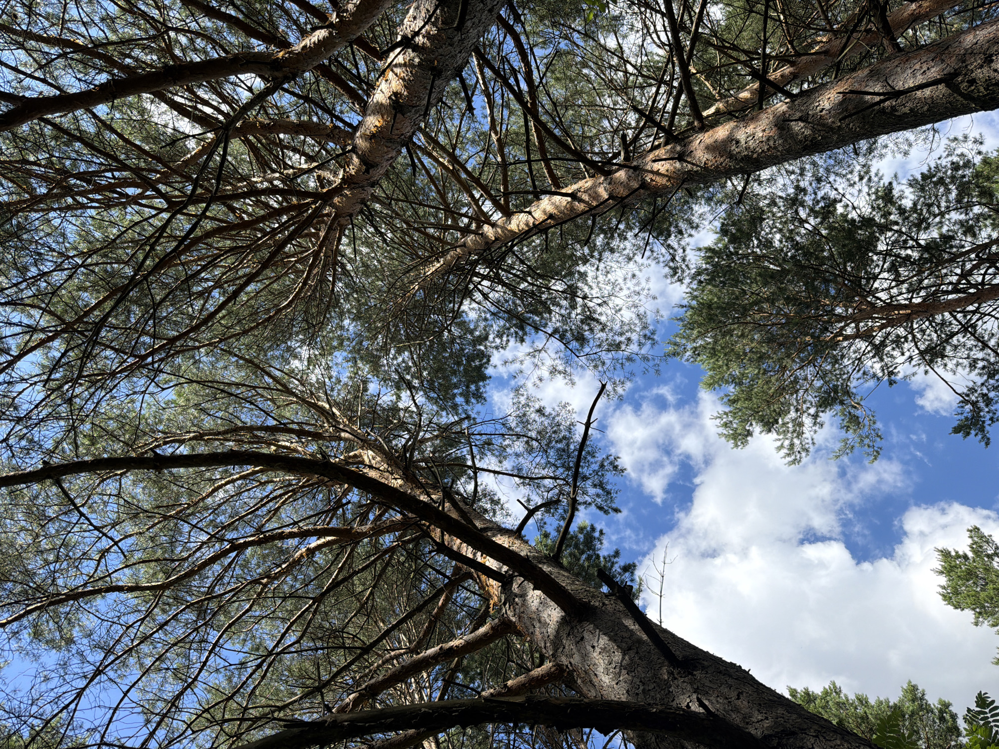 The image is a low-angle shot looking up into the canopy of tall pine trees against a bright blue sky with scattered white clouds. The trunks of the trees are thick and textured with rough bark. The branches are dense with dark green pine needles, creating a lacy pattern against the sky. Sunlight filters through the branches, casting dappled shadows. The scene appears to be a natural forest or parkland. Without further information or visual cues, it is not possible to definitively identify the specific location within the city of Kazan, Russia. The image does not contain any people or specific actions.