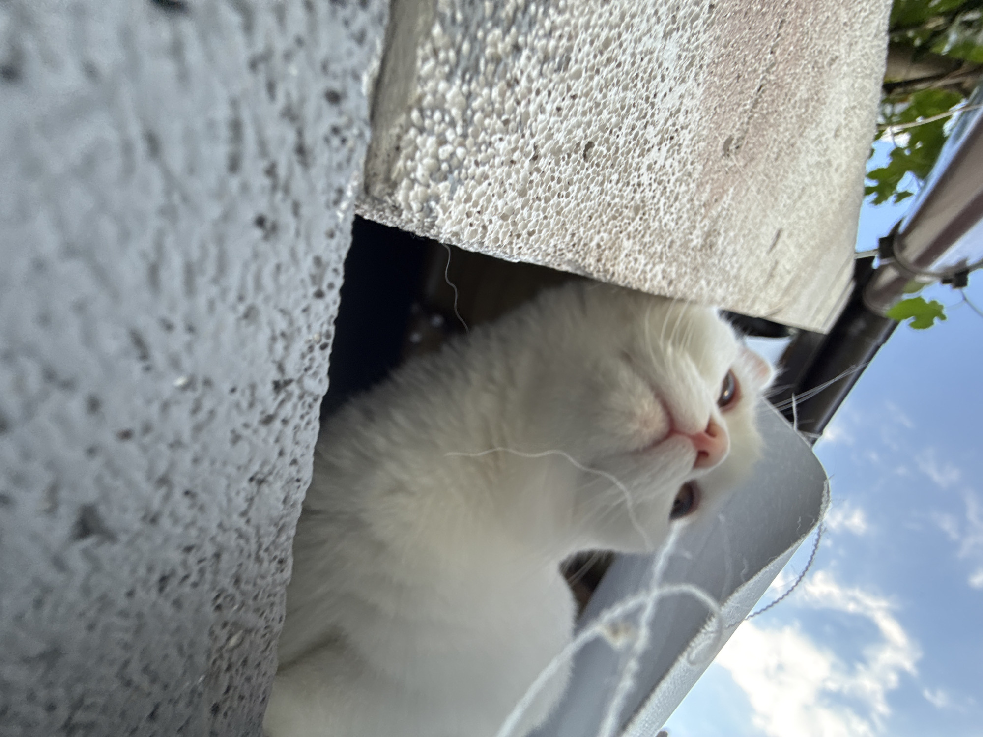 This is a close-up, low-angle outdoor photograph of a white cat. The cat is positioned within a dark recess, with its head and upper body visible. It appears to be looking upwards, with its face close to the camera. The cat has light-colored fur, pink ears, and visible whiskers. Its eyes are dark and focused.
The background consists of a textured, light-colored surface, possibly a wall or building material, which takes up the left and top portions of the frame. To the right, a bright blue sky with scattered white clouds is visible, suggesting it is daytime. Some green foliage and a metal pipe or railing are also present in the upper right corner, indicating an outdoor setting, possibly a balcony or rooftop. There is no visible text in the image. The overall impression is one of curiosity and a slightly playful or inquisitive feline presence. The lighting suggests it is daytime, with bright sunlight contributing to the overall illumination of the scene.