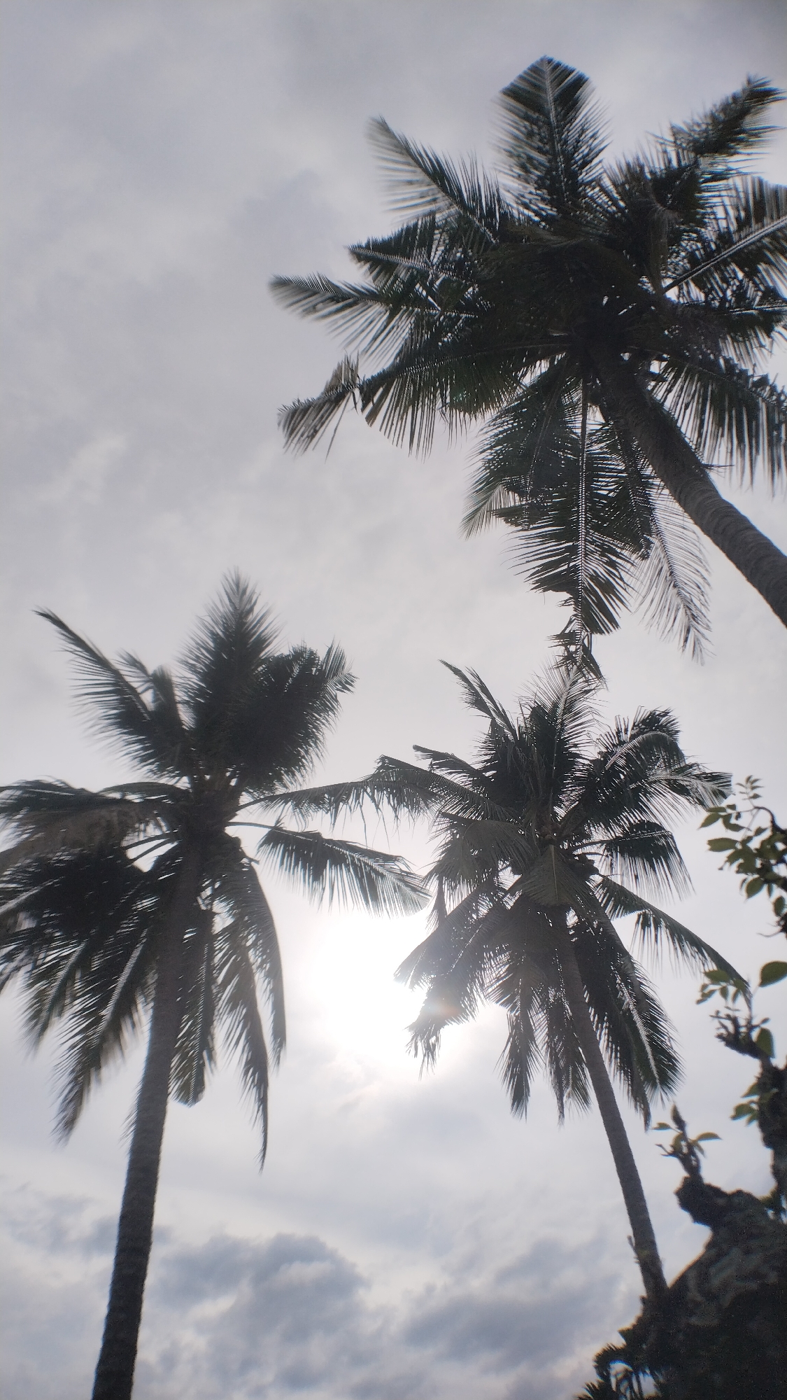 The image shows a view looking up at several palm trees against a cloudy sky. The sun is visible, creating a lens flare and highlighting the fronds of the palm trees. The fronds are dark and silhouetted against the bright sky. In the foreground, the trunks of the palm trees are also dark and silhouetted. There are no people visible in the image. The overall impression is one of a tropical or subtropical environment.
It is not possible to determine the specific location within Lhokseumawe, Indonesia based on this image alone.