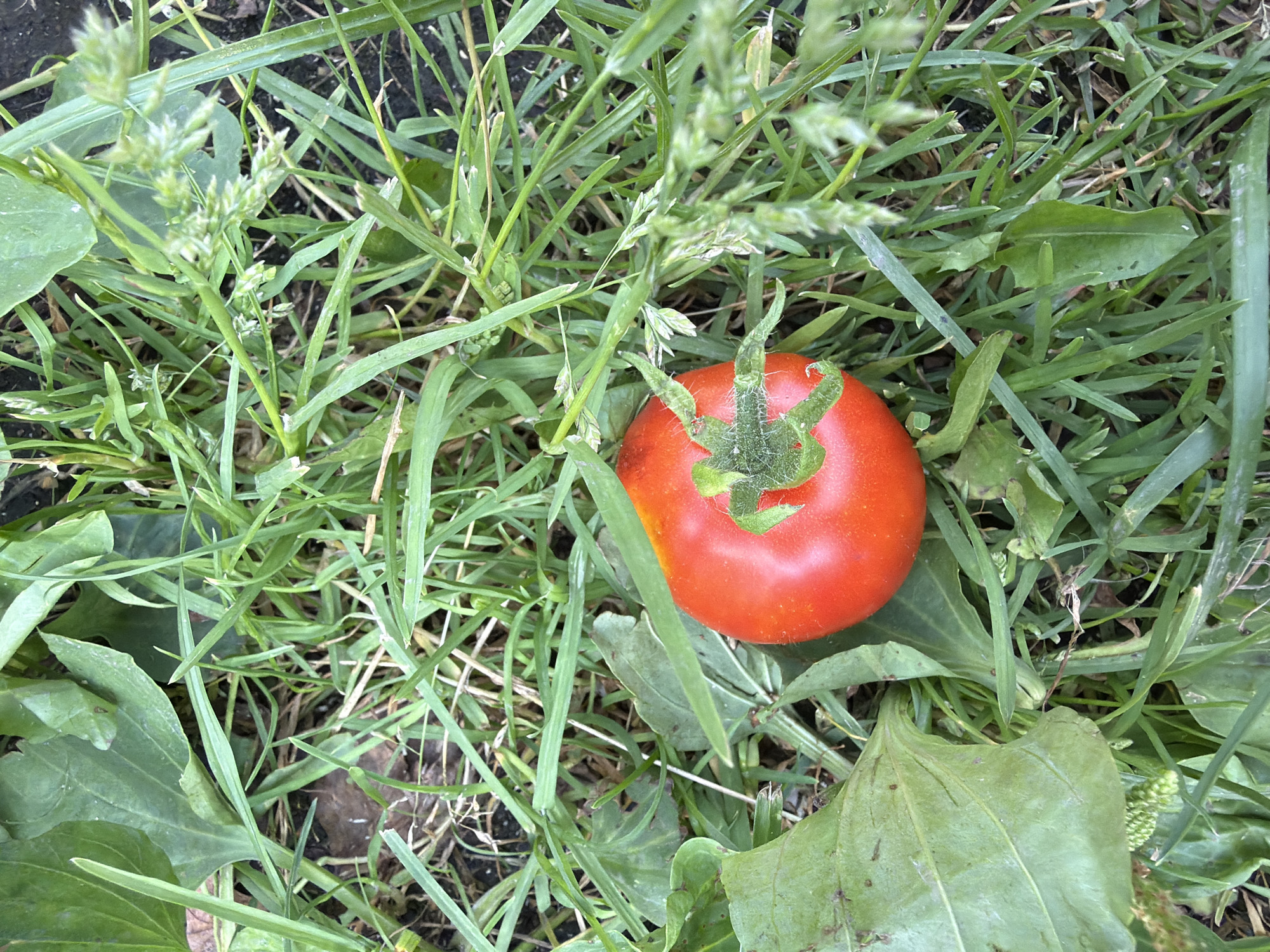 A single, ripe, red tomato rests on a bed of green grass and other foliage. The tomato is round with a green stem and visible fuzz. Several broad, green leaves, possibly from a plantain plant, surround the tomato. The background consists of tall, thin blades of grass, some with developing seed heads, and dark soil. The scene is outdoors and appears to be a garden or grassy area. The image was taken in the city of Imeni Vorovskogo, Russia.