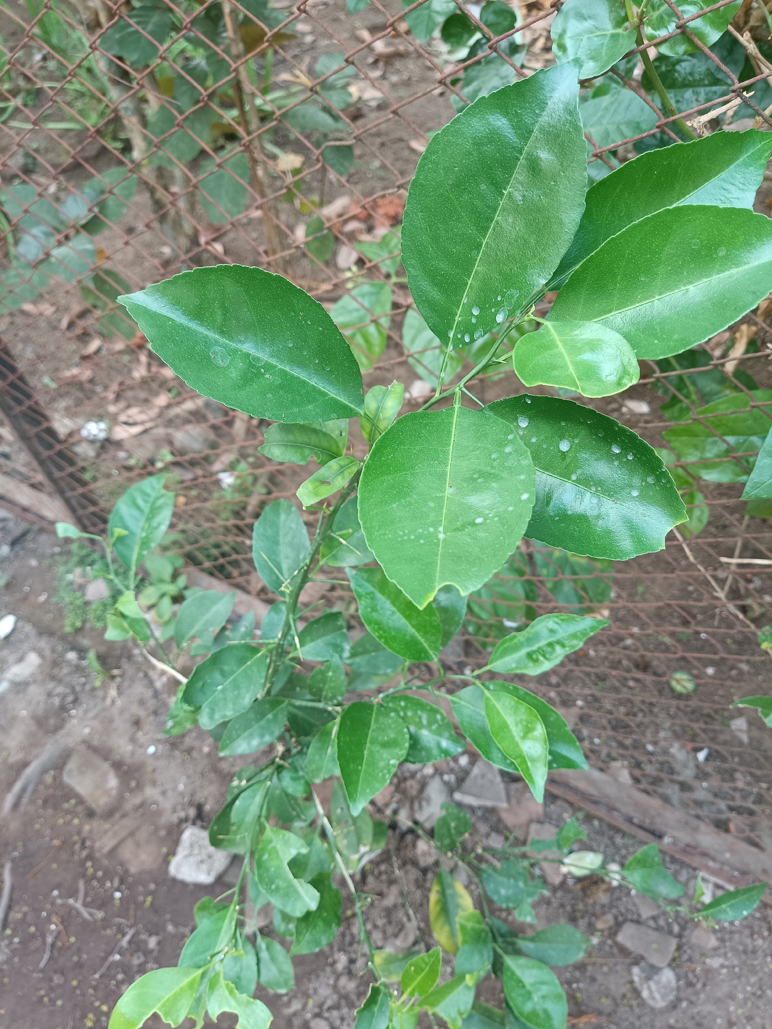 A close-up, eye-level shot captures a young citrus plant with vibrant green leaves, some of which have small, glistening water droplets on their surfaces, suggesting recent rain or watering. The plant's thin, thorny branches are visible, extending upwards and slightly to the right. Behind the plant, a rusty, diamond-patterned chain-link fence runs horizontally, partially obscuring a blurred background of soil and debris, including small stones and dried leaves. The lighting is natural, casting soft shadows, and the overall scene appears to be outdoors, possibly in a garden or yard. The environment suggests an urban or semi-urban setting, fitting for Jember, Indonesia, where such plants are commonly found in residential areas or small agricultural plots. There are no people or animals present in the image.