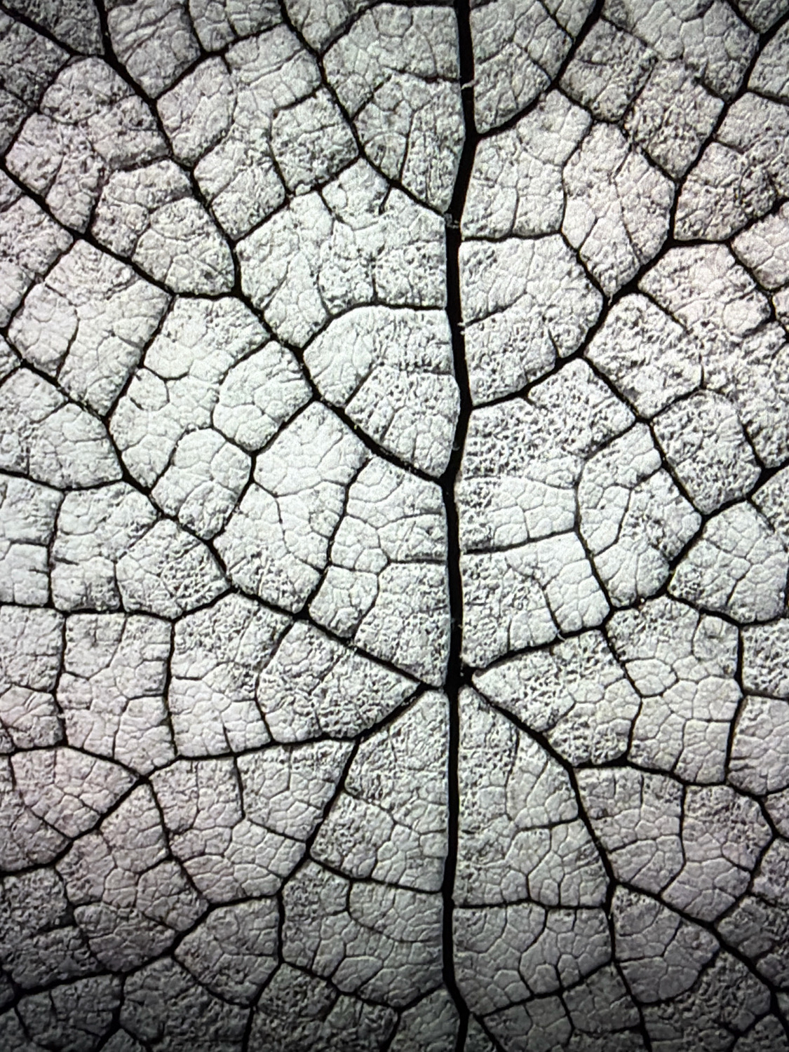 The image is a close-up, high-contrast, black and white photograph of a dried leaf's intricate veining pattern. The veins form a network of dark lines against a lighter, textured background, creating a fractal-like design. There are no people, specific objects, or discernible actions. The environment is abstract, focusing solely on the microscopic structure of the leaf. The photograph's subject is the natural geometry of the leaf's vascular system. There is no information in the image that would allow for the identification of its location in Kafr Yasif, Israel.