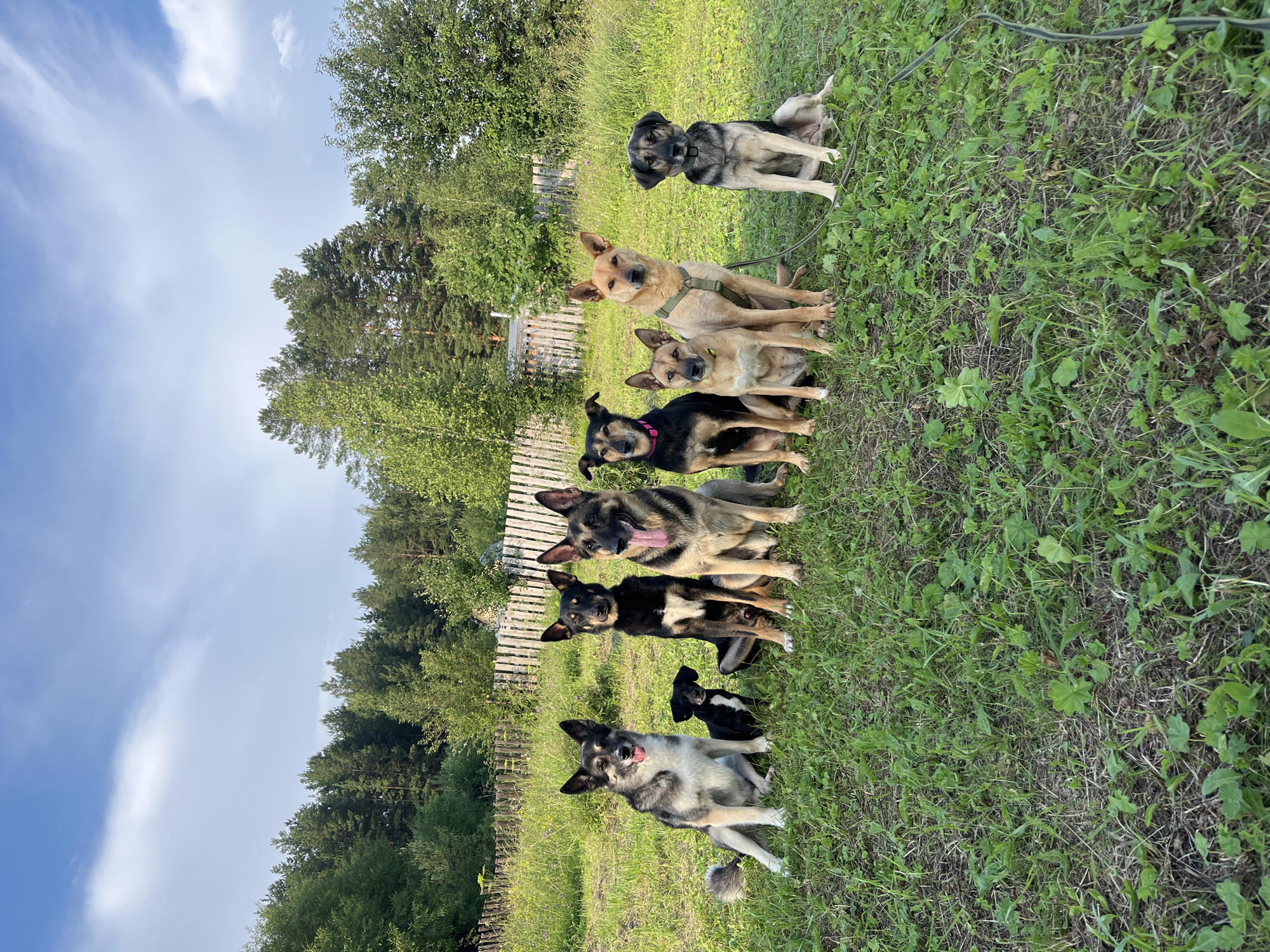 This media file shows a group of dogs in a grassy outdoor setting, likely a yard or field, with a wooden fence and trees in the background. The scene is set during the daytime, under a bright blue sky with scattered clouds. The lighting suggests it's a sunny day. The dogs, which appear to be various breeds including German Shepherds or similar shepherd mixes, are the primary subjects. They are arranged in a line, mostly sitting or lying down. Some have their tongues out, indicating they may be warm or panting. One dog in the front has a particularly expressive pose, looking directly at the camera. Another dog in the back is sitting attentively. There are no people visible in the image, and no visible text. The location context of Nizhny Tagil, Russia, suggests a rural or semi-rural environment consistent with the depicted scenery.