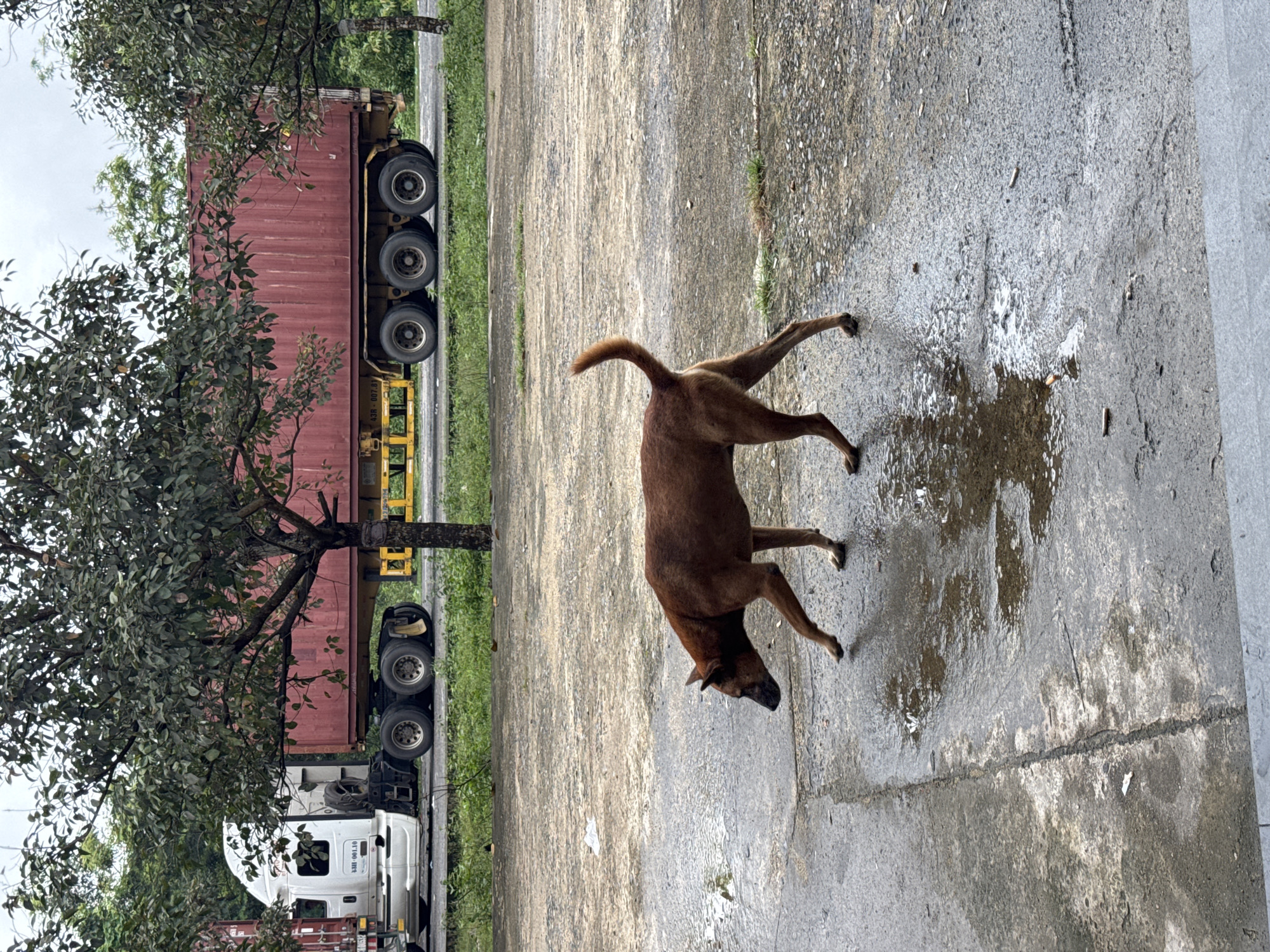 A medium-sized, brown dog is walking on a wet, concrete surface in front of a large, red shipping container truck. The truck is parked on a road, partially obscured by trees. The ground is wet and reflective, with several puddles. The dog is facing left, with its head down, as if sniffing the ground. The dog's tail is curved upwards. The truck has a white cab and a red container. The scene appears to be in an outdoor industrial or transport area. The location is specified as Lao Bảo Commune, Vietnam.