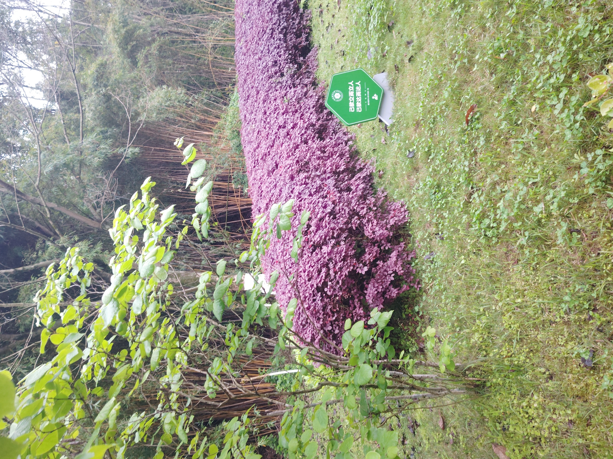 The image depicts a garden scene in what is likely Chongqing High-tech Zone, China, judging by the text on a green sign. The dominant feature is a dense hedge of purple plants. To the left of the hedge are green leafy trees. The ground is covered in mixed grass. A sign is posted next to the hedge. The weather is overcast.