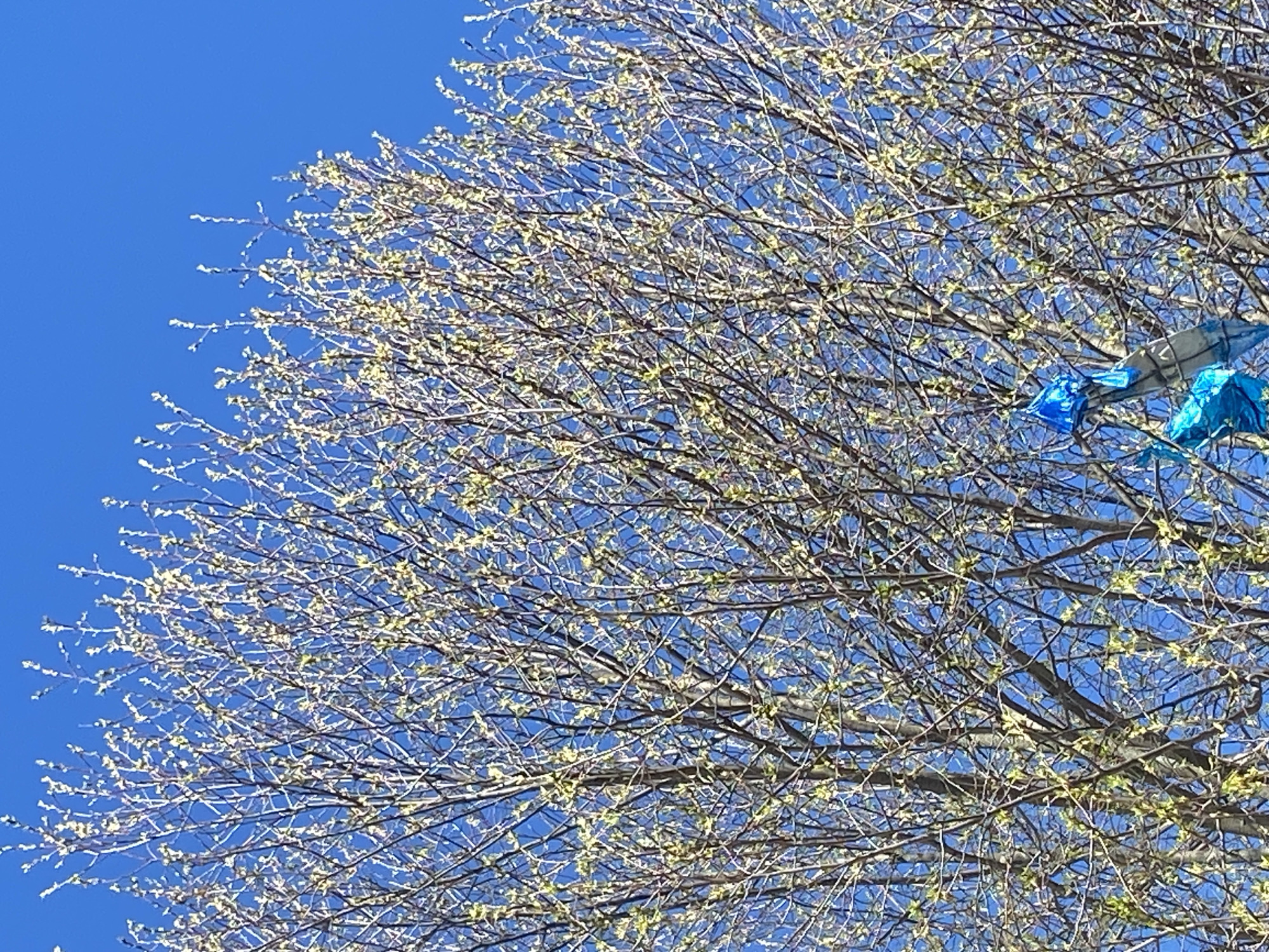 The image shows a tree with bare branches and budding leaves against a clear blue sky. Three blue balloons are entangled in the branches. The location is unknown, and there is no information to suggest the image was taken in Chaikovsky, Russia. There are no people, subjects, objects, actions, or interactions visible other than the tree and balloons. The environment is a clear, sunny day.