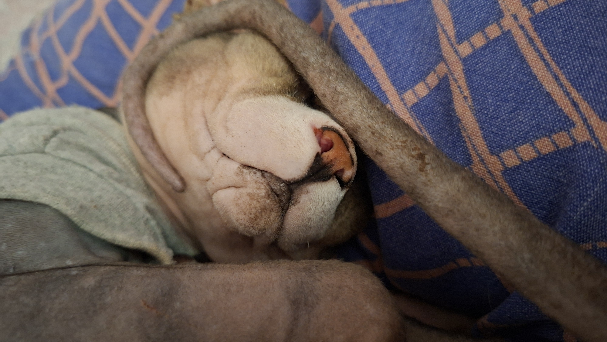 A close-up image captures a hairless cat, possibly a Sphynx, sleeping soundly. The cat's wrinkled face is prominent, with its pink nose and closed eyes. Its tail is curled around its head, adding to the cozy scene. The cat is nestled on a blue and peach plaid blanket, with a soft gray garment partially covering its body. The setting's specific location in Забалоцкі сельскі Савет, Belarus, cannot be determined from the visual data.