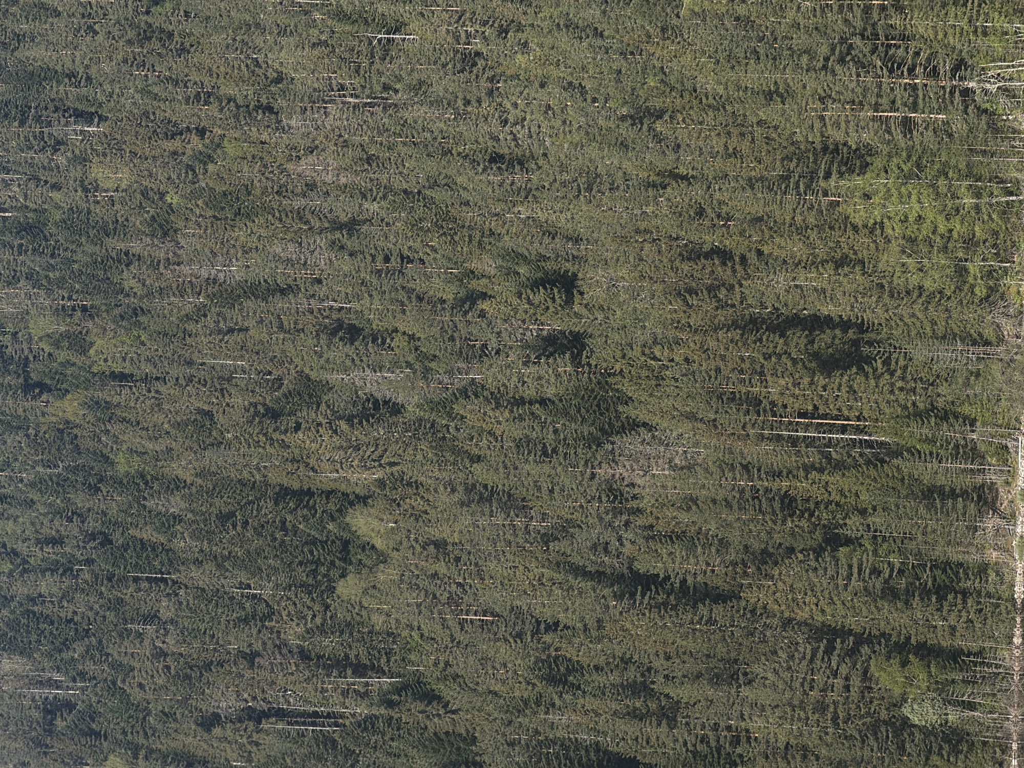 The image shows an aerial view of a forest landscape in Njegovuđa, Montenegro. The forest consists primarily of evergreen trees, likely conifers, densely packed together. Thin, pale lines run horizontally through the image, potentially indicating paths, roads, or rows of trees. There are no visible people, animals, or signs of recent human activity. The lighting suggests a daytime scene, although the weather appears overcast.