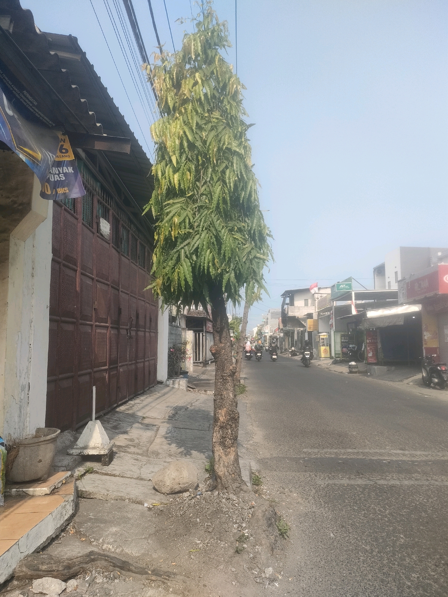 The image captures a street scene in Surabaya, Indonesia, characterized by a clear sky and a bright, sunny day. On the left side of the frame, a building with a corrugated metal roof and large, dark brown sliding doors is visible. A banner with text in Indonesian, including "BANYAK PUAS," hangs from the building's overhang. A tall, slender tree with lush green foliage stands prominently on the sidewalk in front of the building, its trunk rough and textured. The sidewalk itself is made of concrete and appears to be somewhat uneven, with scattered rocks and debris. To the right of the sidewalk is an asphalt road with painted white lines. Several motorcycles are seen traversing the road, some carrying passengers. Buildings with shops and signage line the opposite side of the street, with some displaying Indonesian flags. The overall impression is one of a typical urban street environment in Indonesia, bustling with local activity.
