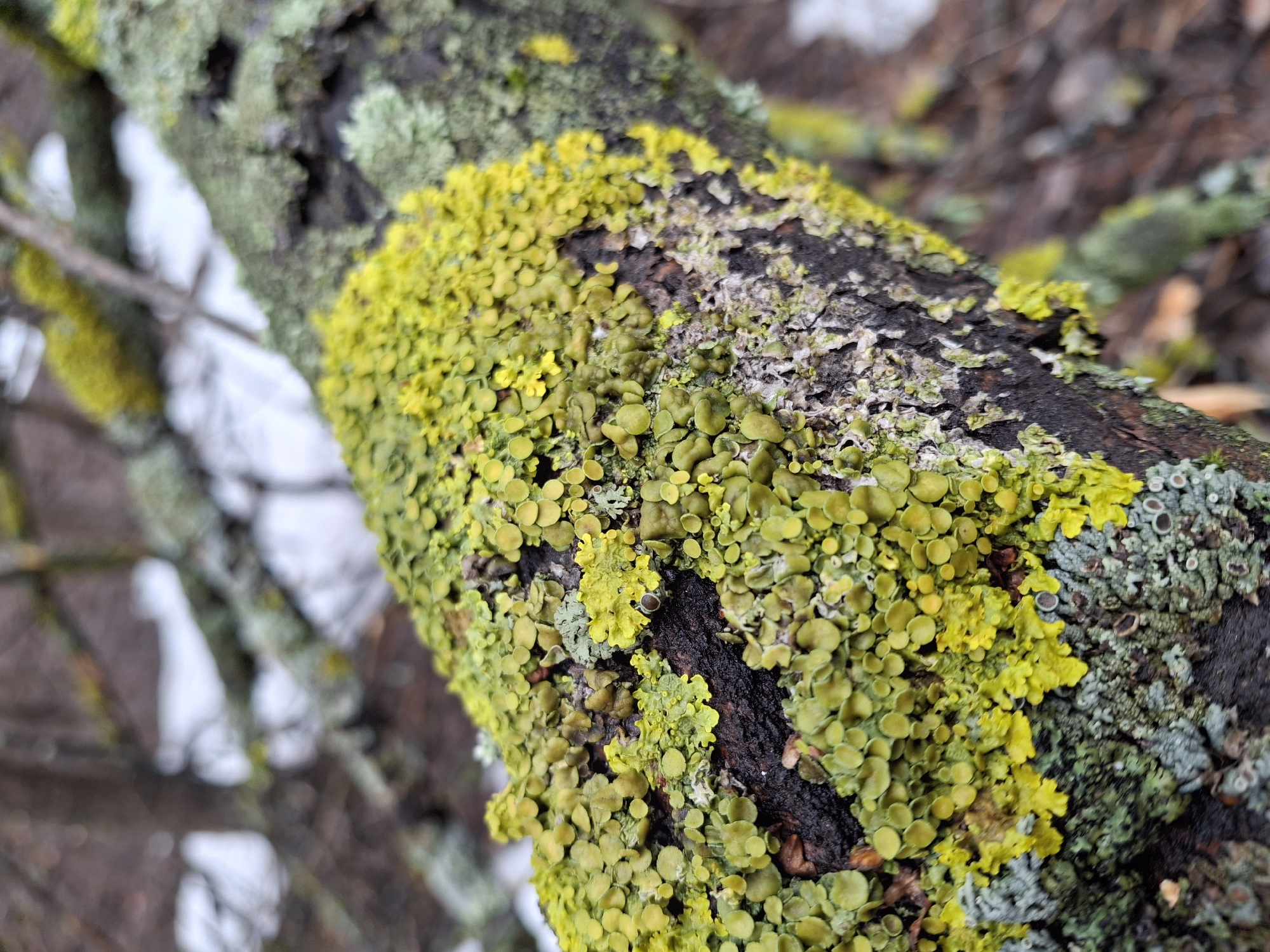 The image shows a close-up of a tree branch heavily covered with lichen. The lichen is predominantly a vibrant yellow-green color, appearing as a dense, granular coating. There is some greyish-green lichen also present, particularly near the edges of the branch. The bark of the branch is visible in places, appearing dark brown to black. The location is not determinable from the image itself; therefore, the city of Chaikovsky, Russia, cannot be confirmed within this scene.
