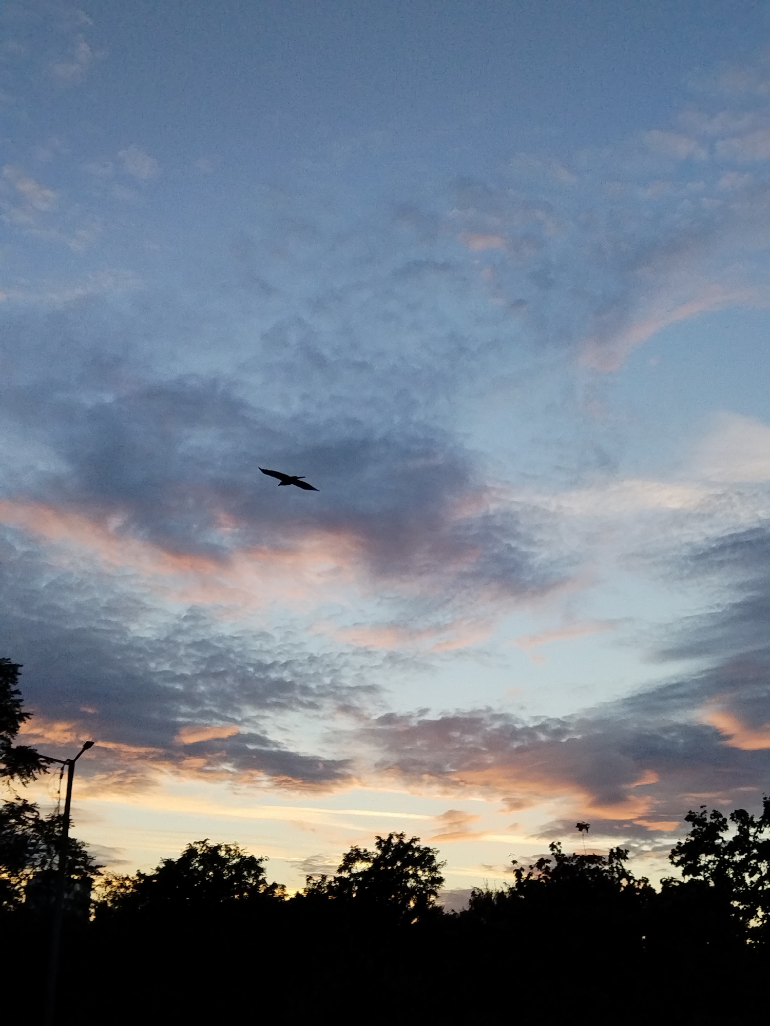 A silhouette of a bird with wings spread in flight is visible against a dusky sky. The sky is a gradient of blue, grey, and pinkish hues, indicative of twilight. Wispy clouds are scattered across the sky. In the foreground, the dark silhouettes of trees and a lamppost are visible against the lighter sky. The image appears to have been taken outdoors, possibly in a park or natural area within the city of Saratov, Russia, during sunset or sunrise.