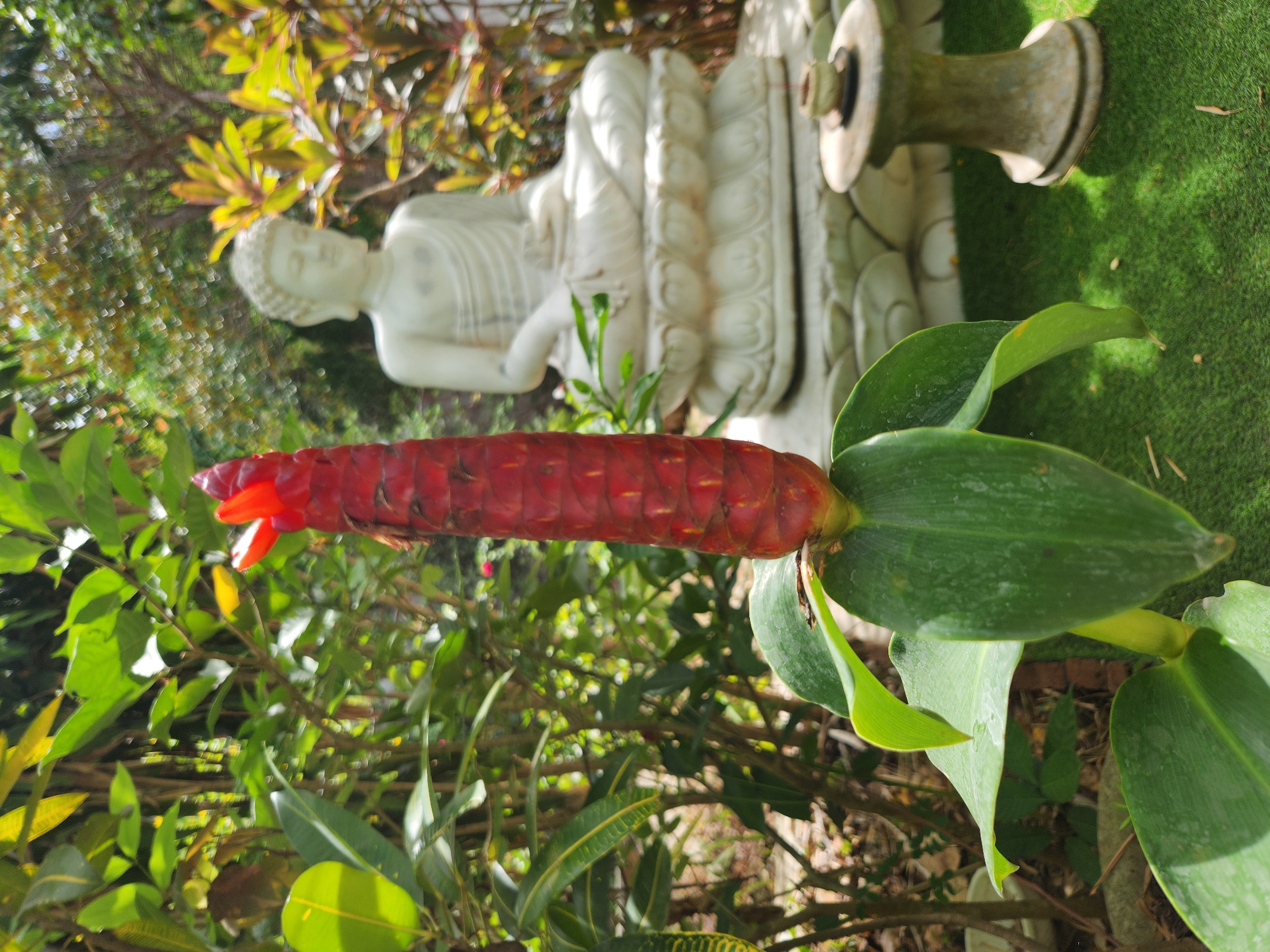 The image depicts a close-up of a vibrant red ginger flower in the foreground, with lush green leaves surrounding its base. In the blurred background, a white statue of Buddha is seated in a meditative pose on a tiered lotus base. To the right of the Buddha statue, a small, weathered stone table with a miniature incense holder is visible. The setting appears to be a garden, possibly part of a temple or a private residence, with greenery and dappled sunlight indicating an outdoor environment. The overall impression is one of tranquility and natural beauty. This scene could be found in a spiritual or meditation garden in Đà Nẵng, Vietnam, known for its Buddhist heritage and serene landscapes.