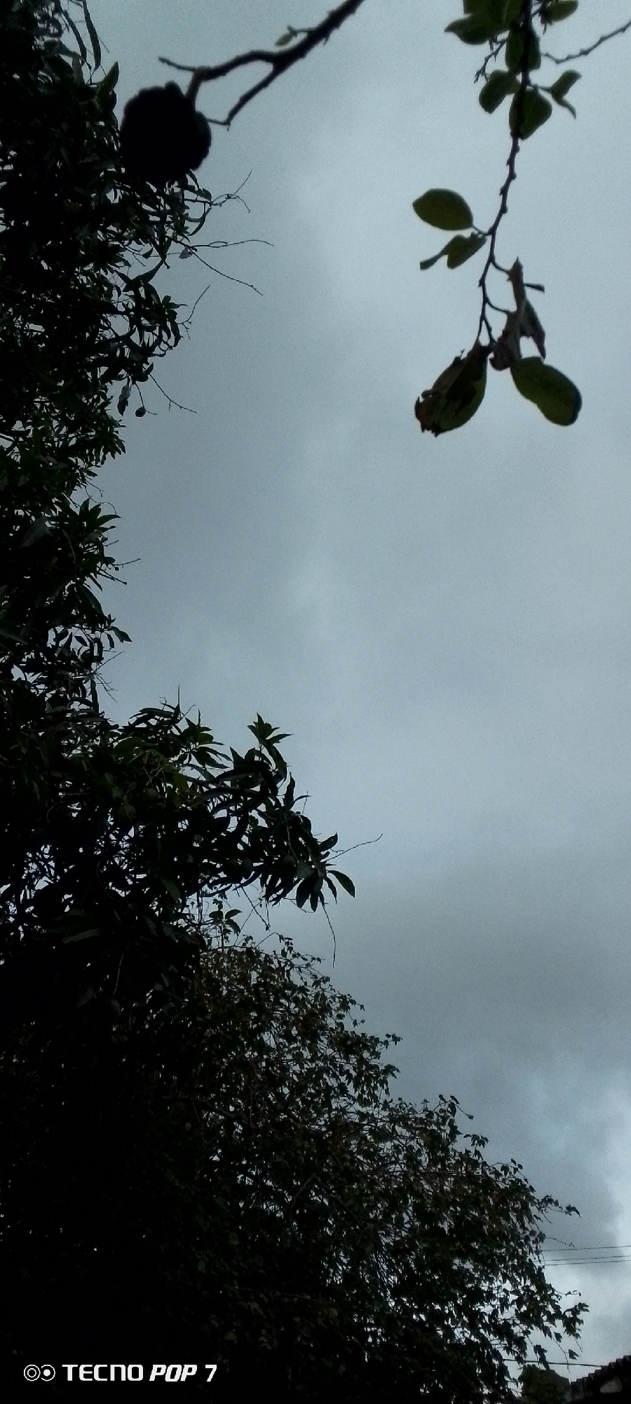 The image, taken from the city of Altagracia, Venezuela, depicts a predominantly gray sky with dark, silhouetted tree branches and foliage in the foreground and along the left and bottom edges. The sky is overcast, suggesting a cloudy or possibly rainy day. On the upper left, a dark, round object, possibly fruit or a large seed, hangs from a branch. To the right, another branch with sparse leaves is visible against the sky. The lower portion of the image is dominated by the dense, dark mass of leaves and branches of what appears to be a large tree. In the very bottom left corner, the text "TECNO POP 7" is present, indicating the device used to capture the photograph. No people or animals are visible in the frame. The overall scene is naturalistic, focusing on the interplay of light and shadow on the trees against a muted sky.