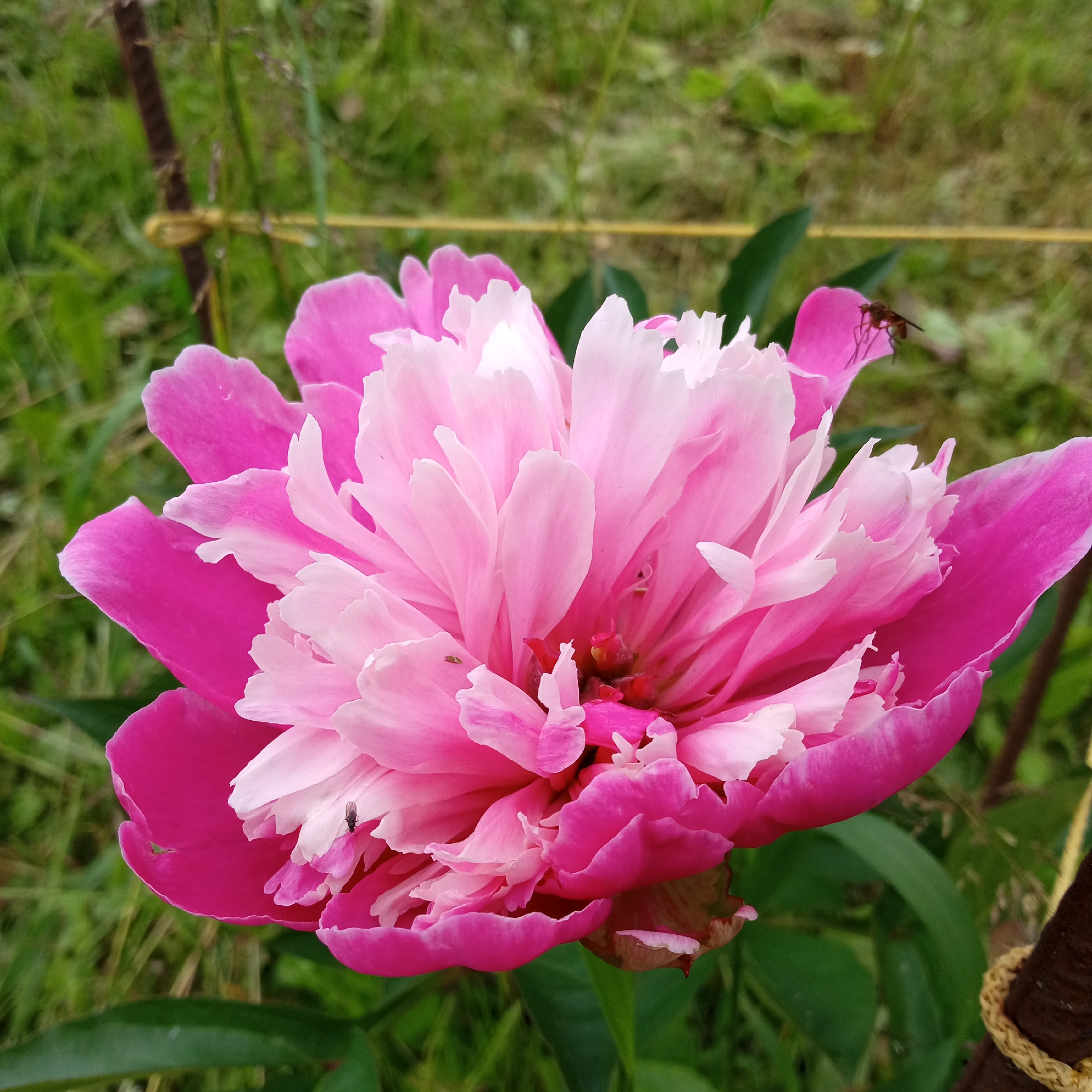 This is a close-up, eye-level shot of a vibrant pink and white peony flower in bloom. The flower's petals are layered and ruffled, with a darker pink on the outer petals and fading to a lighter pink and white towards the center. Several small, dark insects are visible on the petals, with one fly perched on an outer pink petal. The background consists of blurred green foliage and grass, suggesting an outdoor setting, possibly a garden. A thin, yellow string is visible horizontally across the mid-ground, possibly supporting the plant or marking a boundary. A dark, textured vertical object, perhaps a stake or stem, is present on the far right edge of the frame, also wrapped with a yellow cord. The lighting suggests it is daytime, with soft natural light illuminating the flower. There is no visible text in the image.