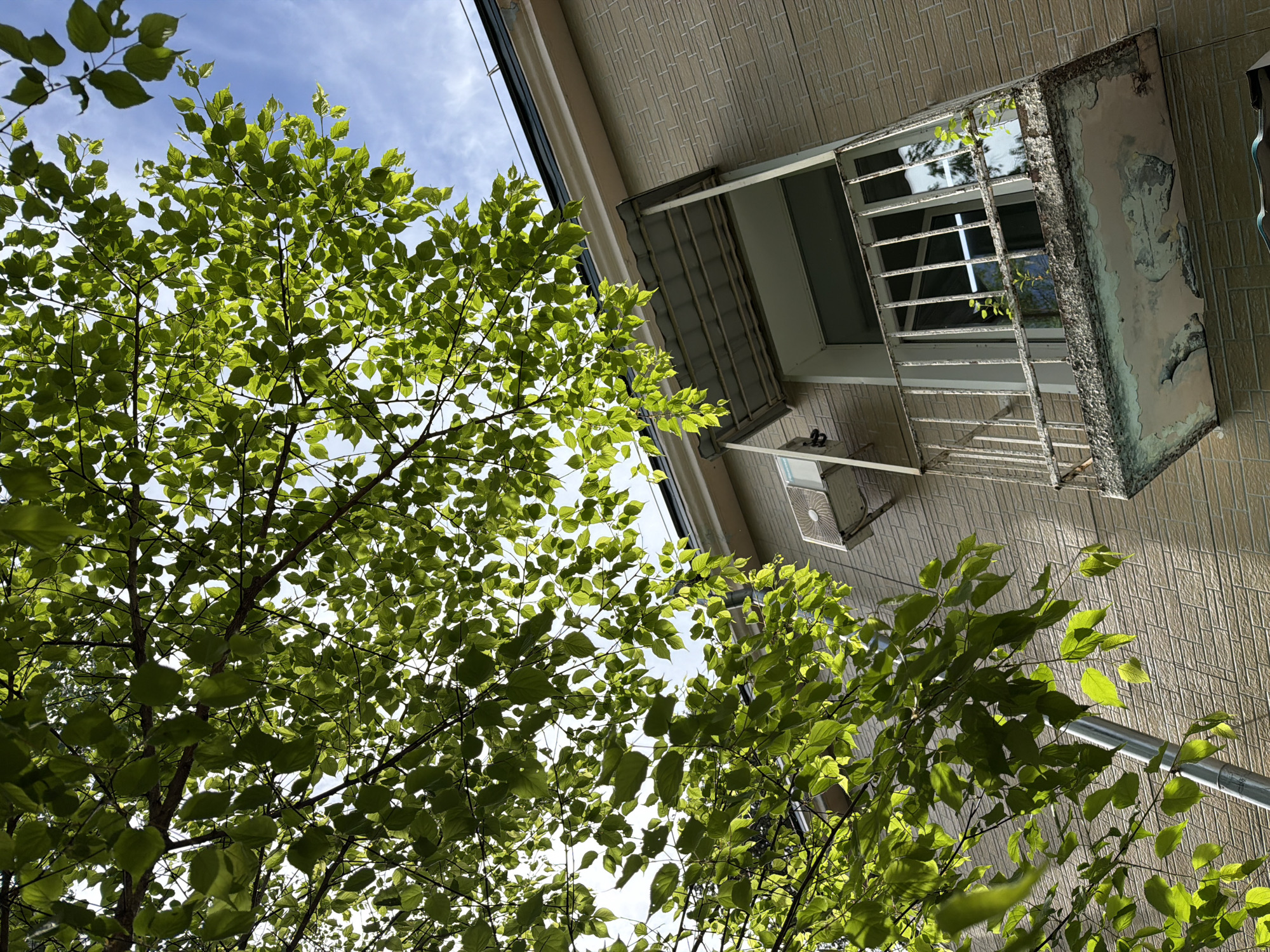 The image shows a low-angle shot of trees with green leaves against a partly cloudy blue sky. A building facade with a window and an air conditioning unit is visible in the background. The window has a metal security grille. The building's exterior appears to be brick or tile.
While the location may possibly be the city of Birobidzhan in Russia, there is not enough information in this image to verify that is the case.