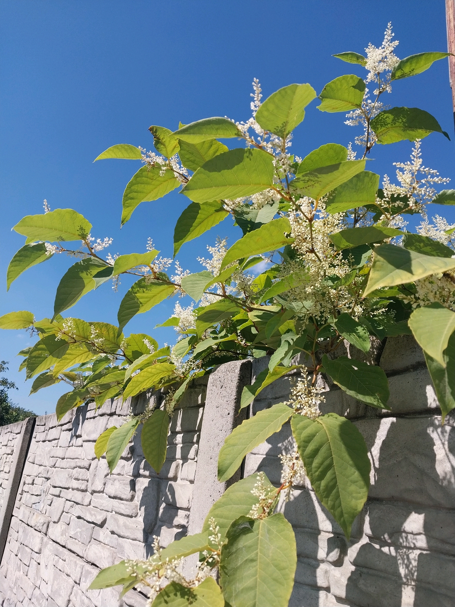 The image shows a plant with green leaves and white flowers growing over a grey, stone-patterned concrete fence. The sky is a clear, bright blue. The perspective is from below, looking up at the plant and fence against the sky. The scene appears to be outdoors on a sunny day. The fence is constructed of pre-cast concrete panels with a textured surface resembling stacked stones. The plant is a sprawling vine or shrub with large, ovate leaves and delicate clusters of small white flowers. The shadows of the plant are cast onto the fence, indicating a strong light source from the side. The image is taken in a typical urban or suburban environment, possibly a backyard or along a pathway.