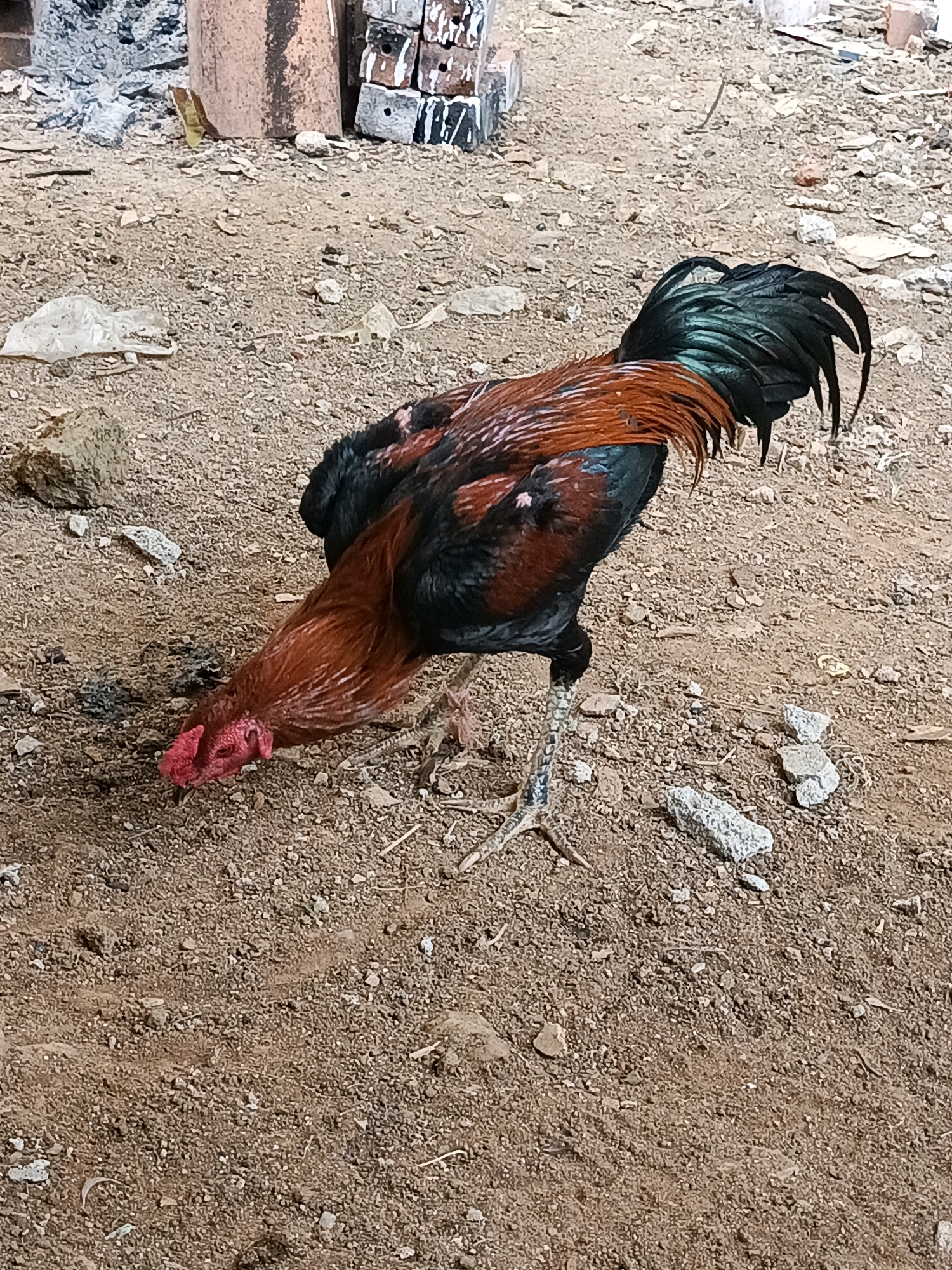 In the city of Megang Sakti I, Indonesia, a rooster with reddish-brown and black plumage is foraging on a dirt ground scattered with small stones and debris. The rooster is facing downwards, with its head lowered as if pecking at the ground. Its tail feathers are a mix of black and dark green. In the background, there are some stacked bricks, a reddish-brown cylindrical object, and what appears to be ash or charcoal. The environment suggests an outdoor, possibly unkempt, area.