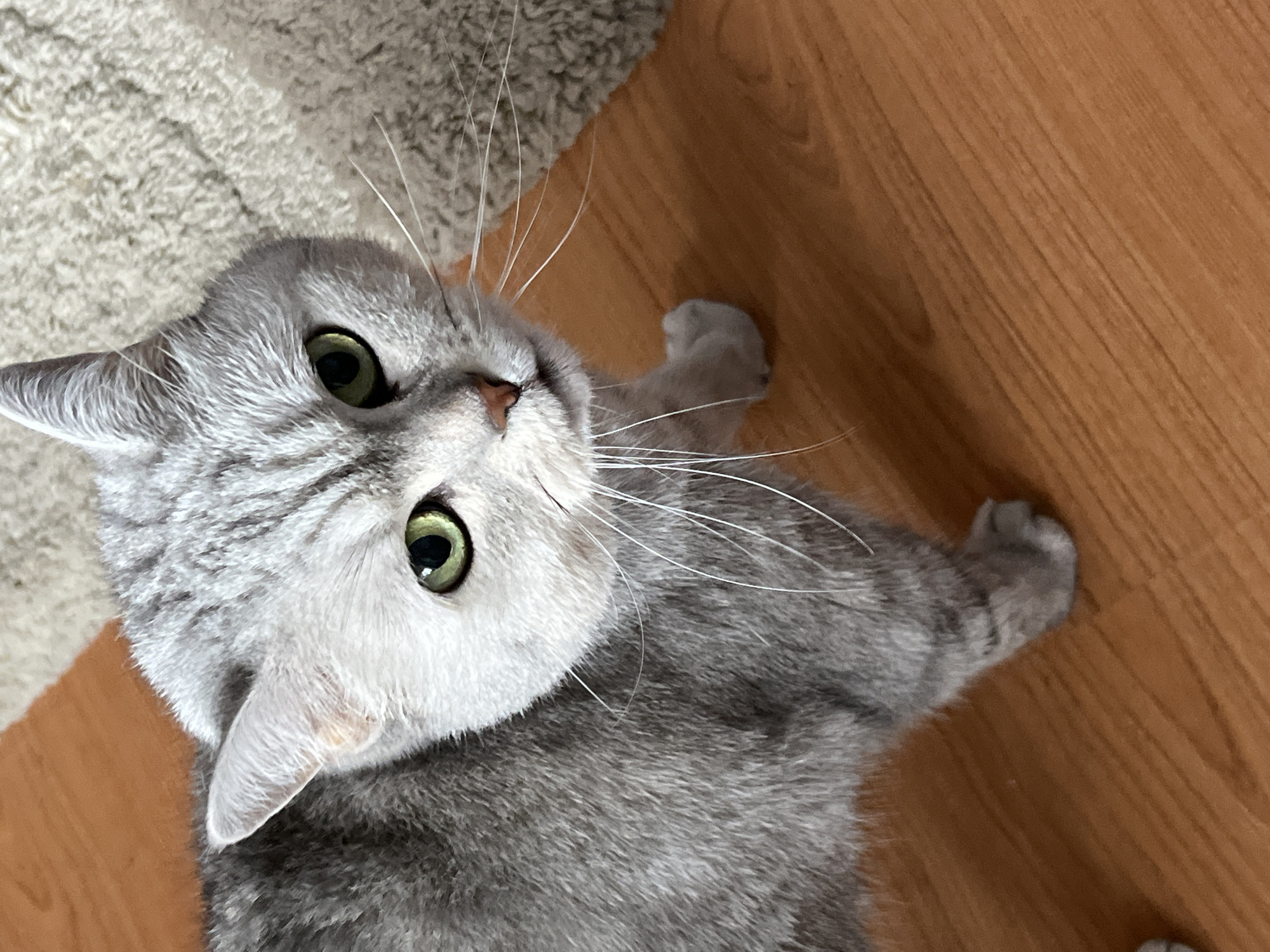 A silver tabby cat with green eyes lies on a wooden floor with a carpet visible in the upper left corner. The cat is looking up at the viewer. The location is not discernible from the image.