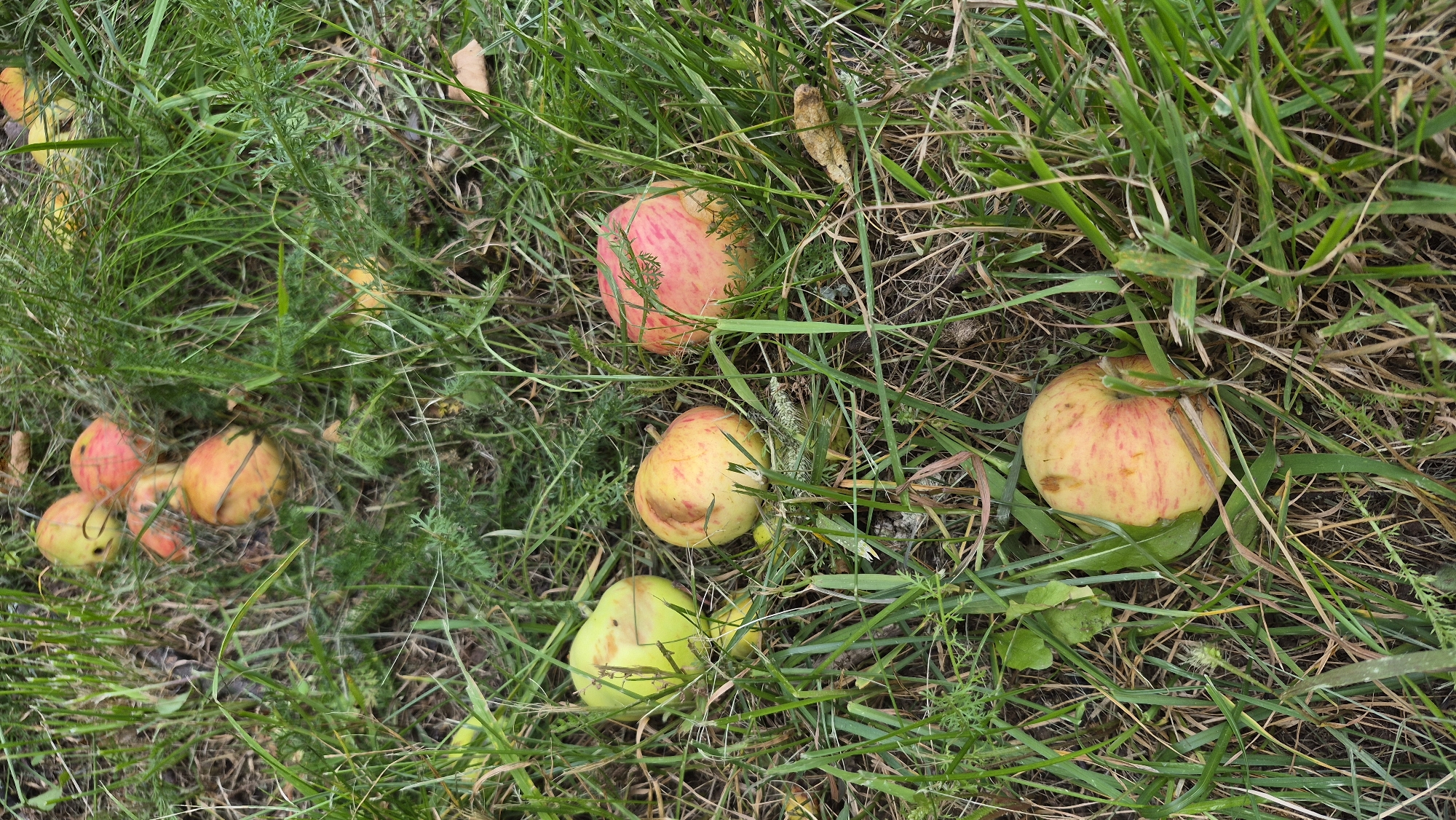 In Krauja, Latvia, several apples lie scattered amongst tall green grass and dry leaves on the ground. The apples are a mix of yellow and red, with some showing signs of bruising or decay. One apple in the foreground is predominantly yellow with red streaks. To its right, another apple is similar in color, partially obscured by grass. Further back and to the left, a bright yellow apple with a slight indentation is visible. In the upper portion of the image, a cluster of apples, some with more pronounced red coloring, are also visible among the grass. The scene suggests an orchard or a location where apples have fallen from trees.