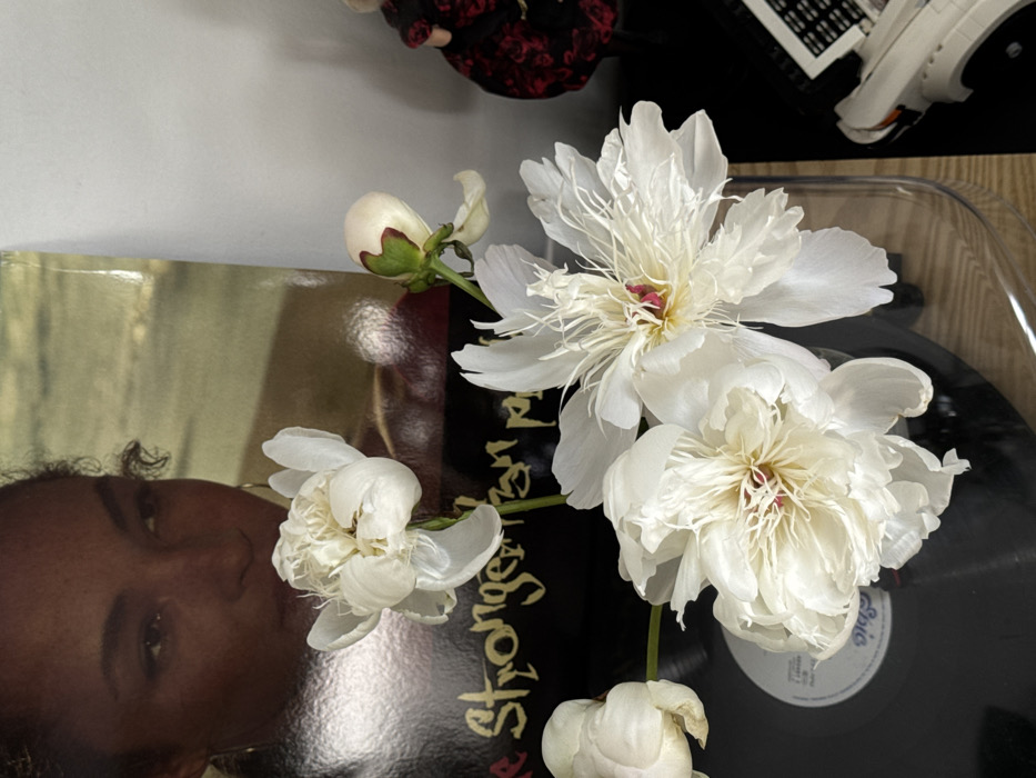 The scene, set indoors in Tel Aviv-Yafo, Israel, depicts a still-life composition. A record album cover, positioned vertically in the background, features a close-up photograph of Sade Adu, a dark-skinned woman with curly hair, looking upwards and to the right. Below her image, the album title "Stronger Than Pride" is partially visible in yellow script on a dark background. In the foreground and mid-ground, a cluster of five white peonies is arranged. Three peonies are in various stages of full bloom, displaying ruffled white petals and reddish-pink or yellowish centers. One peony is a tight, unopened bud, and another is partially open on the far left. These flowers rest upon a clear, reflective surface, under which a black vinyl record with a white "Epic" label is visible, indicating placement on a turntable. To the far right, partially obscured, is a small figurine dressed in a black garment adorned with red floral patterns, positioned next to a smaller, white, geometrically shaped object. A plain white wall serves as the backdrop to the right of the album cover. No human actions or direct interactions are occurring within the frame; the objects are statically arranged.