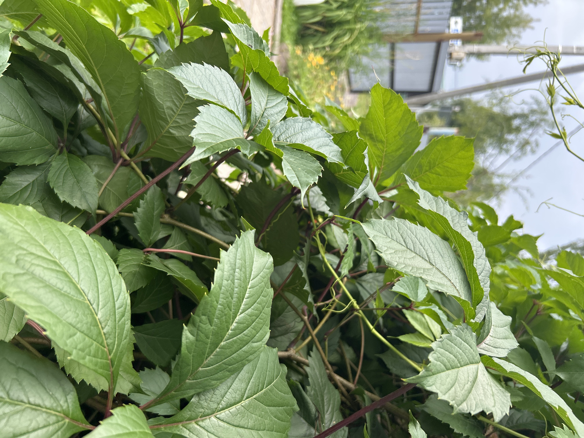 The image shows a close-up of lush green foliage, likely a vine, with prominent veins and serrated edges on the leaves. The stems are a reddish-brown color. In the background, a blurred scene of an urban environment is visible. This includes a metal fence, a light pole, some trees, and a cloudy sky. There are no people or animals in the frame. Based on the visual cues, the location is likely Kalitsino, Russia, given the presence of typical infrastructure such as fences and utility poles common in such areas. The overall impression is one of nature encroaching on an urban setting.