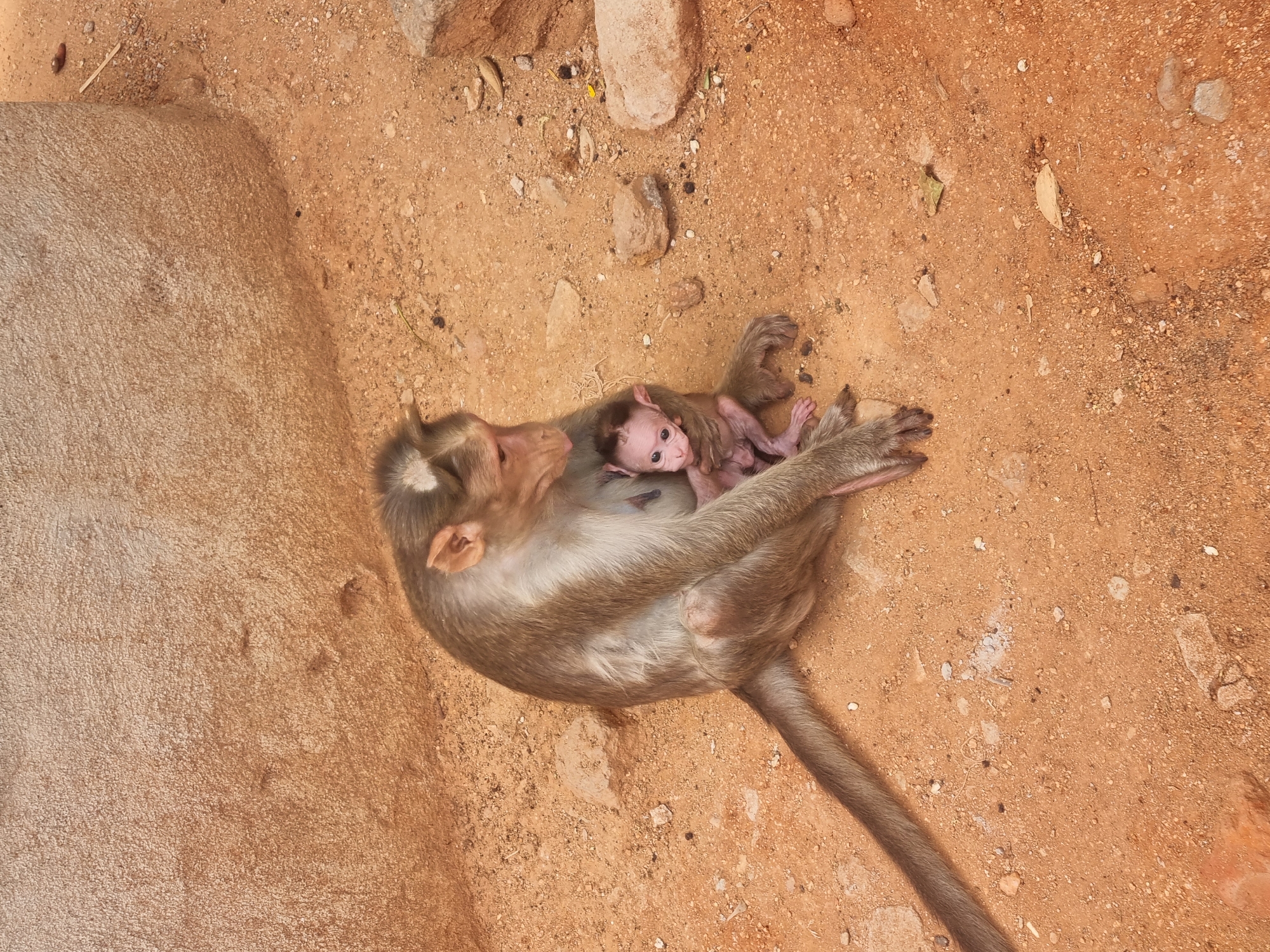 Captured in Puttaparthi, India, this high-angle shot reveals a primate interaction on a red-earth-toned surface. A light-brown adult monkey rests prone, its tail extended into the lower center. A newborn monkey clings to the adult, its pale pink skin contrasted against the mother's fur. The surrounding environment consists of loose earth, small stones, and a section of concrete.