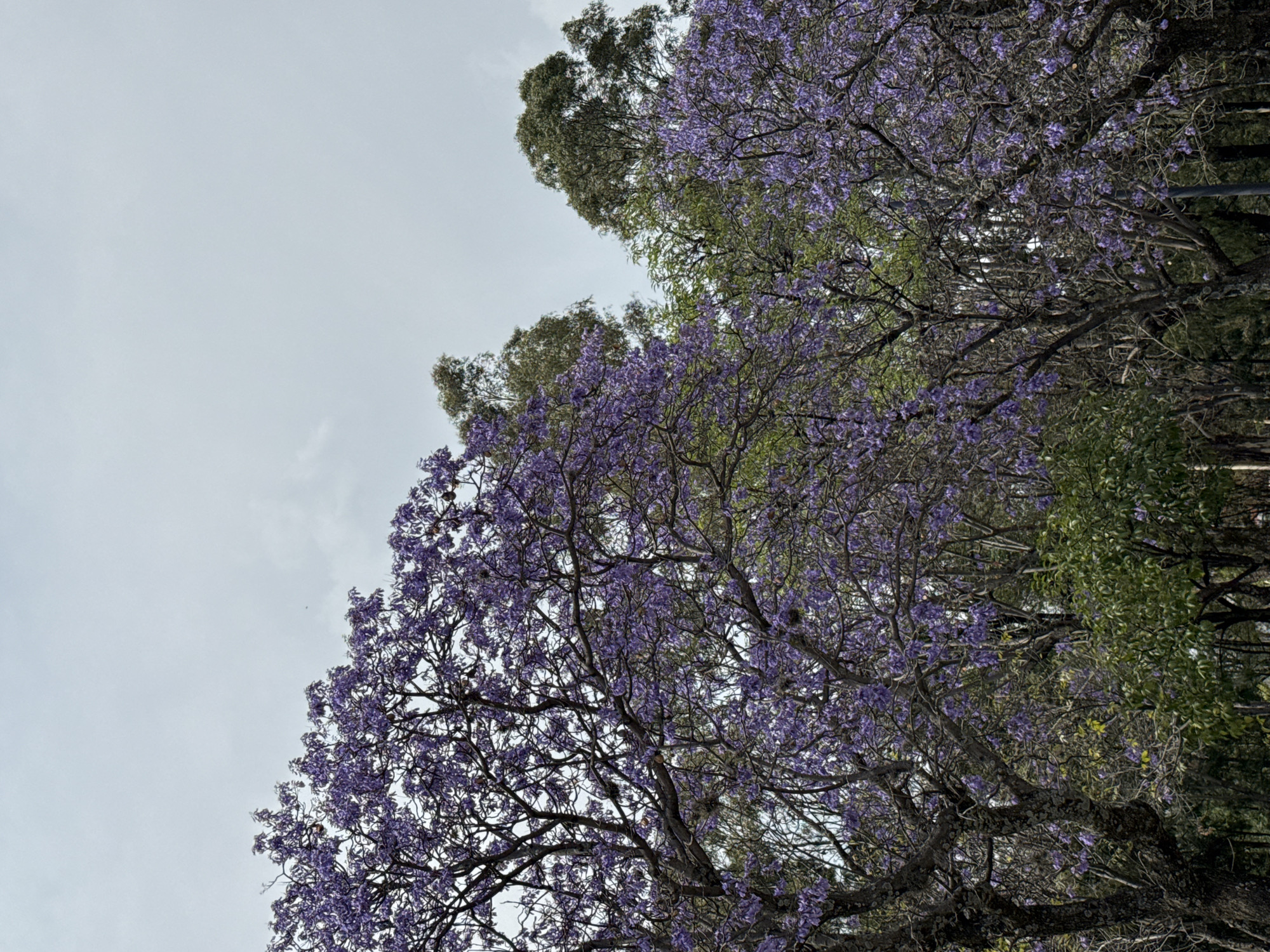 The image depicts a view looking upwards into the canopy of trees, predominantly Jacaranda trees in full bloom with their characteristic purple flowers. Patches of sky are visible through the foliage, suggesting an overcast or cloudy day. The location is likely Puebla, Mexico, given the prevalence of Jacaranda trees in that city. The composition focuses on the intricate network of branches and flowers against the backdrop of the sky.