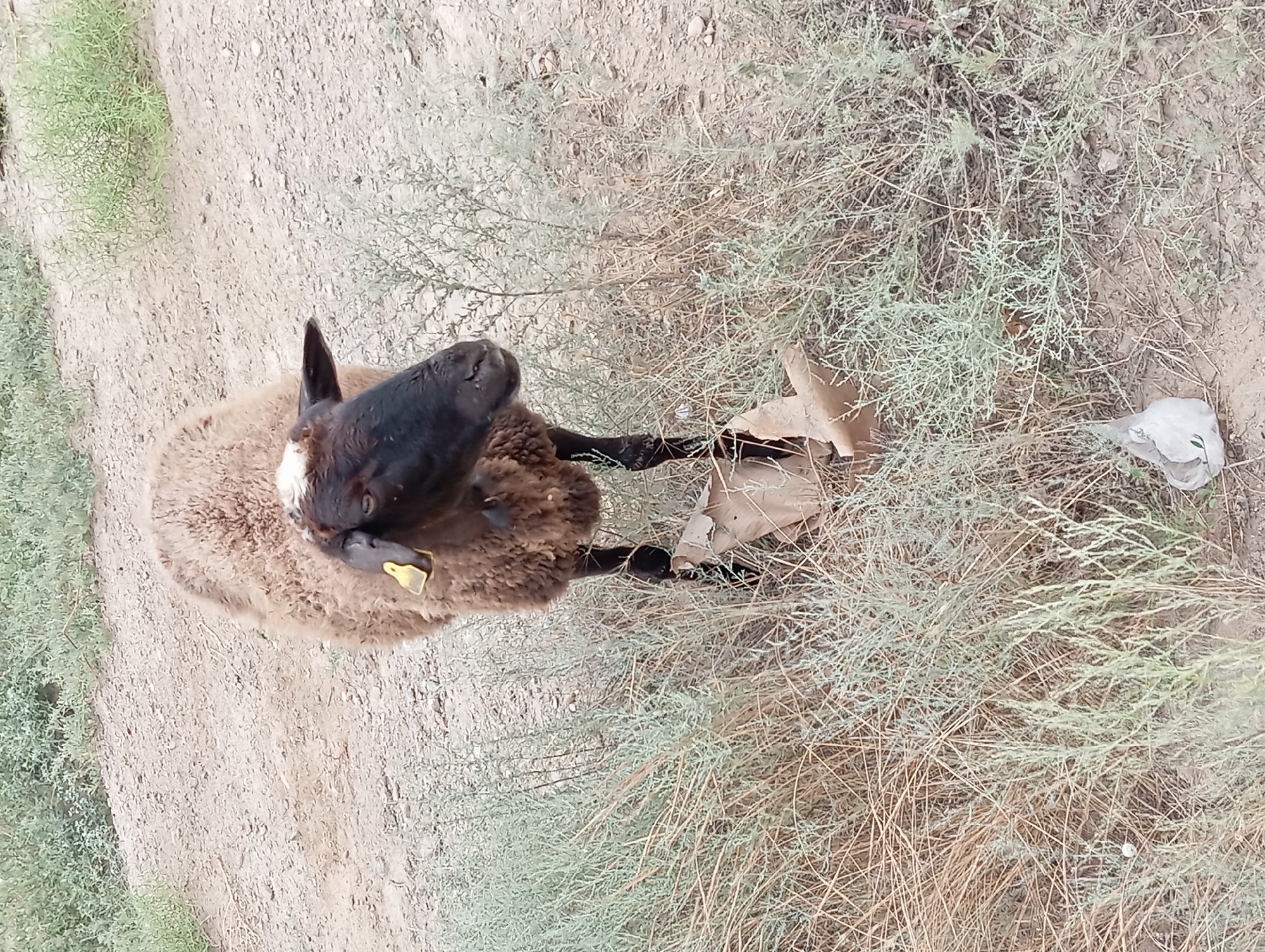A medium shot captures a sheep standing in a dry, dusty environment with sparse vegetation. The sheep has a dark face and legs, with light brown woolly fur. A yellow tag is visible on its left ear. The ground is a mix of dirt and dry grass, with some green bushes scattered throughout. In the foreground, a crumpled brown paper bag and a white plastic bag are visible on the ground. The background shows a gently sloping dirt embankment with more sparse vegetation. The scene appears to be an outdoor, undeveloped area, possibly on the outskirts of Aktau, Kazakhstan, characterized by arid terrain.