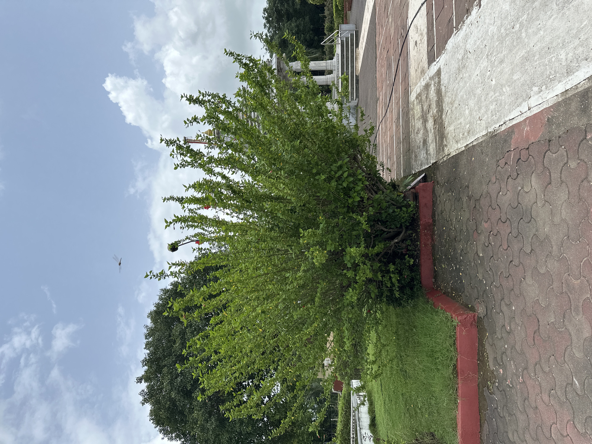 A wide shot shows a dense green bush in the foreground with a red border and a paved area in front of it. To the right of the bush is a temple with white pillars and stairs. The sky is cloudy with a clear patch of blue. A dragonfly is visible in the sky above the bush. The ground is paved with interlocking bricks and concrete. The scene appears to be in a park or garden area.