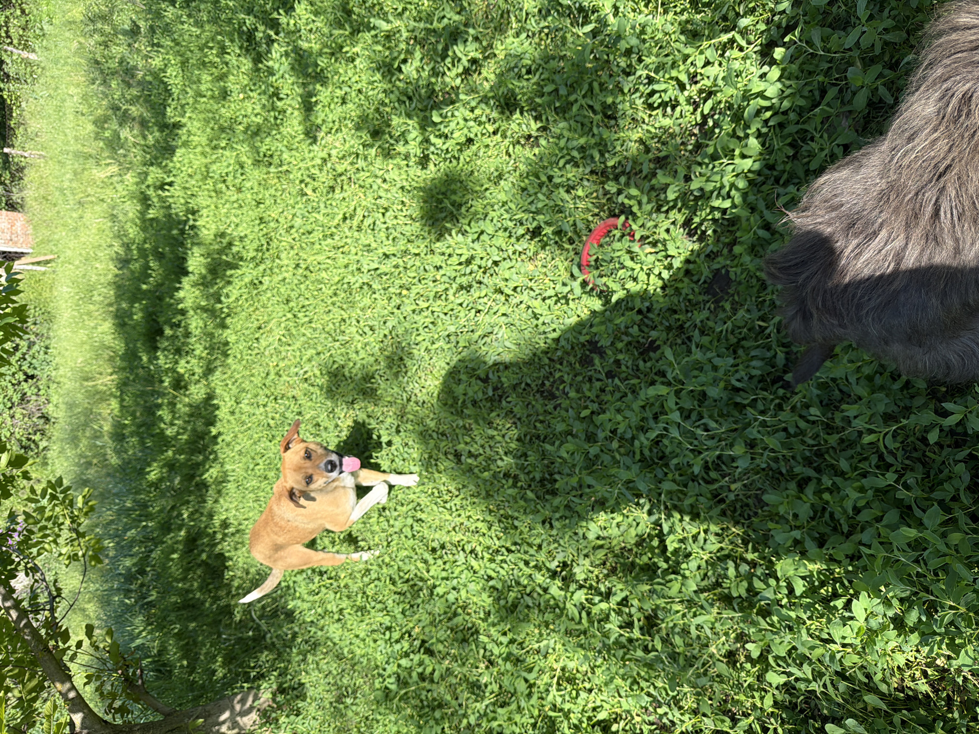 The photograph shows a grassy area, likely a lawn or field, in Leningradskaya, Russia. The scene is brightly lit, with shadows cast across the grass, indicating sunlight. Two dogs are present. A light brown dog with a white tail is lying on its side and has its tongue out, giving the impression that it is relaxed. Partially in the right side of the frame, there is a gray, long-haired dog. A red ring-shaped object, possibly a dog toy, is visible on the grass near the other dog. The area is covered in thick green ground cover. There are trees in the background.