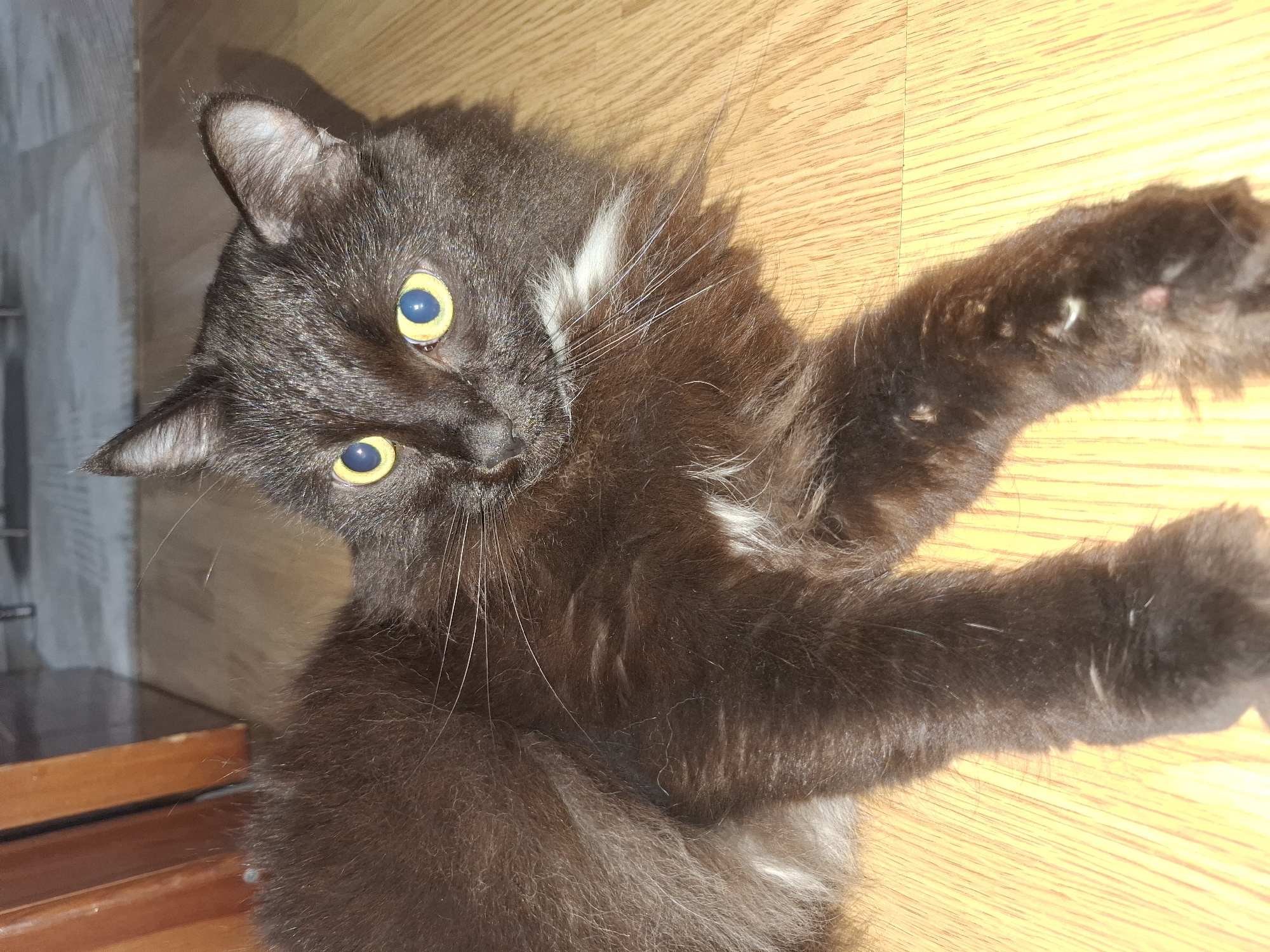A fluffy black cat with striking yellow eyes is the central subject, captured in a top-down, slightly tilted view. The cat is lying on its back or side on a light-colored wooden floor, with its front paws stretched upwards and its head turned to look directly at the viewer. Its fur is predominantly black, but some areas, particularly around its neck, chest, and possibly legs, show hints of lighter grey or white hairs. There are distinct white patches visible on its chest, and individual white whiskers protrude from its face.
The setting appears to be indoors, likely a home in Chaikovsky, Russia, characterized by the consistent wooden floorboards and faint shadows. In the upper left corner of the image, part of a light-colored wall or vertical surface is visible, along with the edge of dark wooden furniture or a table. The lighting is bright, suggesting daytime, casting subtle shadows from the cat onto the floor, which helps define its shape and fluffiness. The cat's wide, alert eyes convey curiosity or an engaging playfulness. There is no visible text in the image.