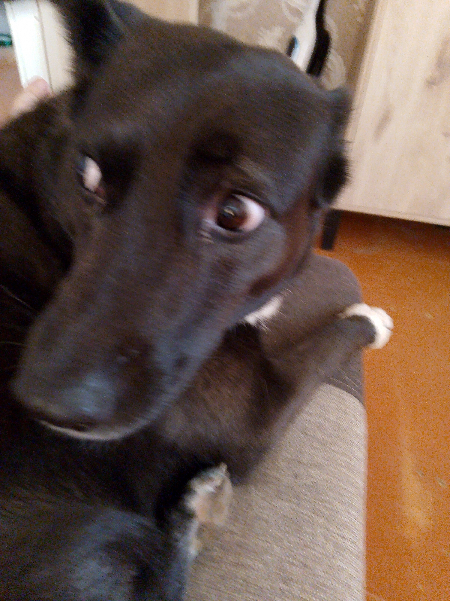 A blurry close-up shot depicts a black dog with brown eyes. The dog is positioned on a light grey surface, possibly a cushion or blanket. A small portion of the dog's paws, with white markings, are visible. The background consists of an orange floor and a light brown cabinet. The location in the city of Фоки, Russia, is irrelevant to the provided image as the scene is limited to the objects and animal in the frame.